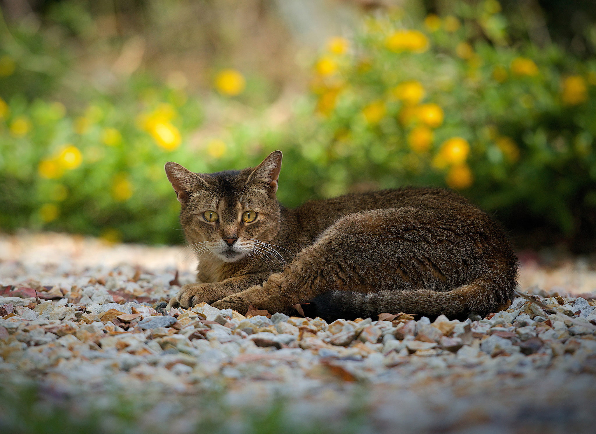 taupe, look, pebbles, 1080P, cat, track, stay, HD Wallpaper
