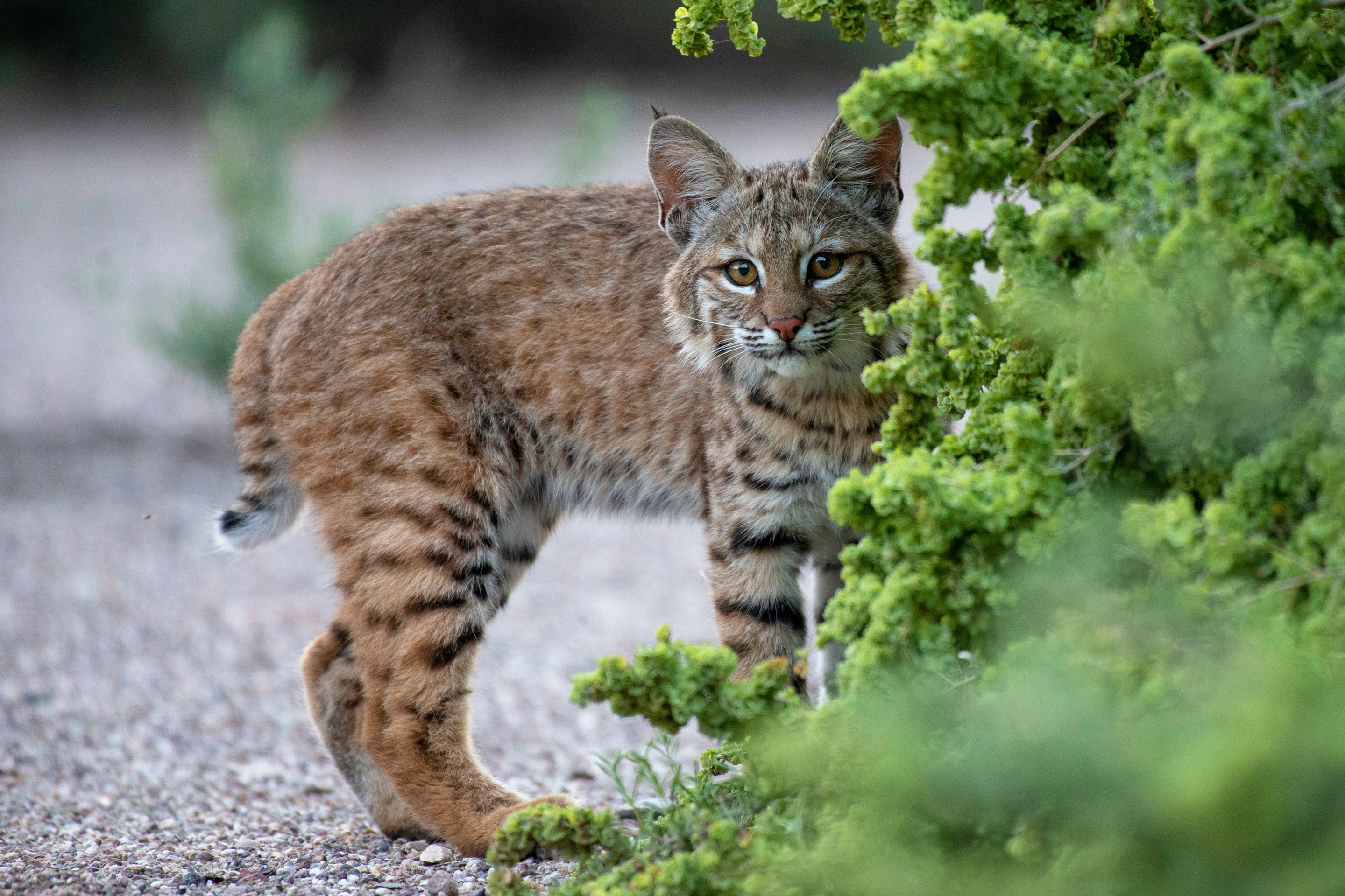 teen, track, walk, branches, a small lynx, baby, pose, wild cat, background, young, the bushes, nature, 2K, look, lynx, greens, HD Wallpaper
