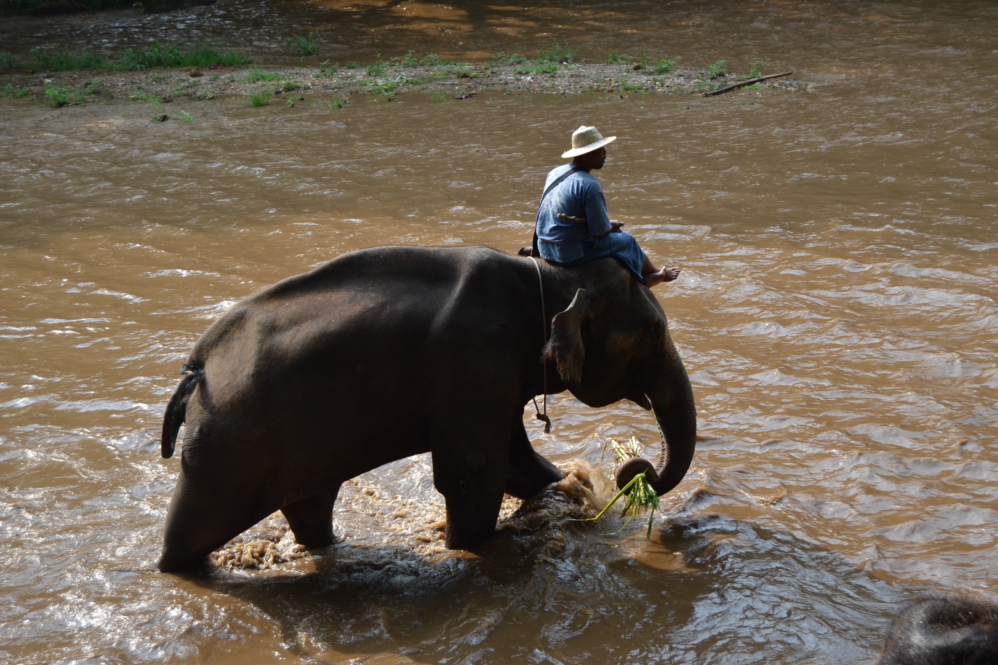mammals, ankle deep in water, thailand, elephant, channel rio, caregiver, vertebrate, pets, herbivorous, mammal, jungle, outdoors, domestic animals, waterfront, HD Wallpaper