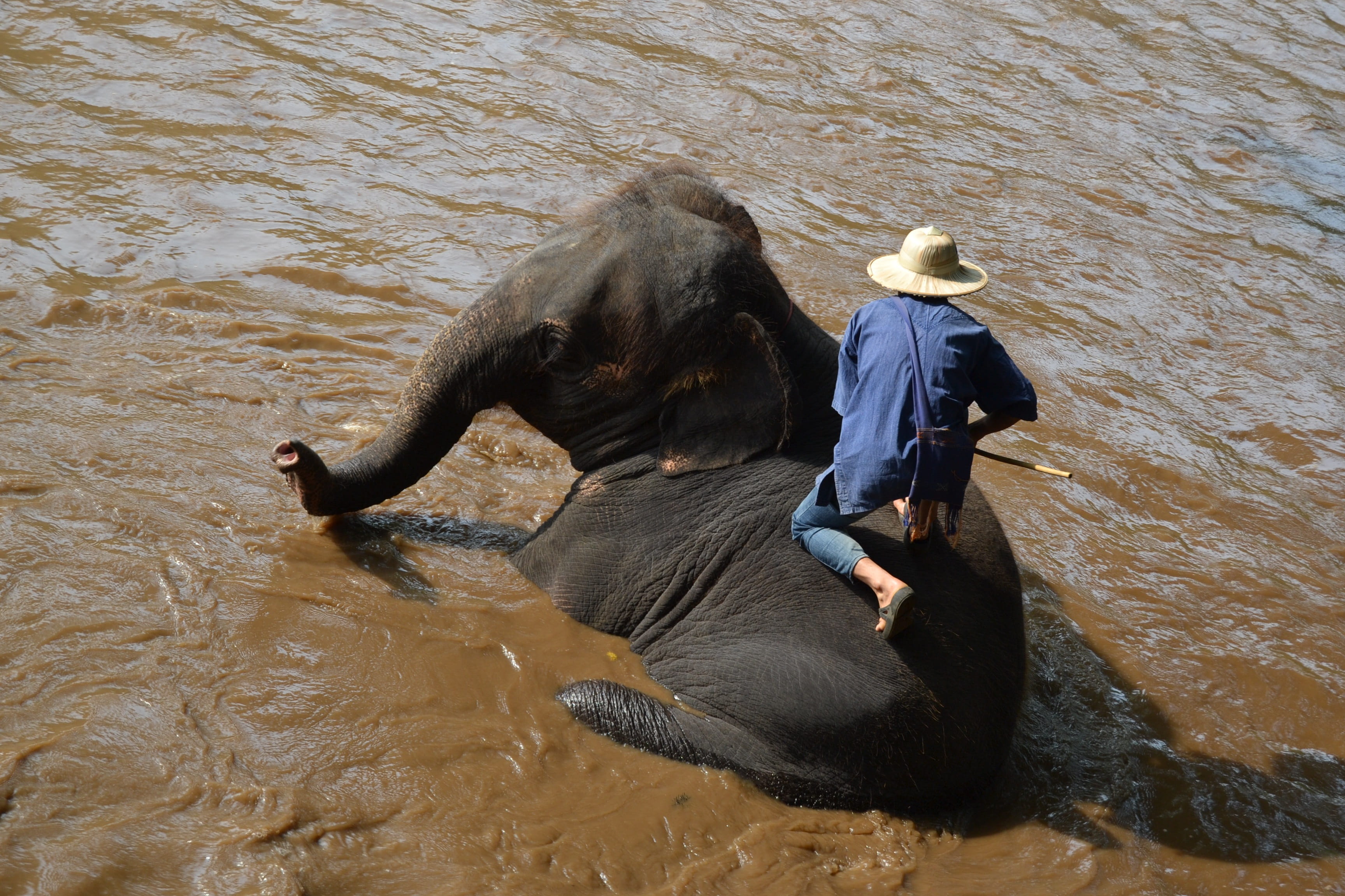 nature, 2K, mud, animal wildlife, caregiver, animal, Camp, vertebrate, livestock, day, animal world, river, animals, mammals, asia, outdoors, caregiver elephant, HD Wallpaper