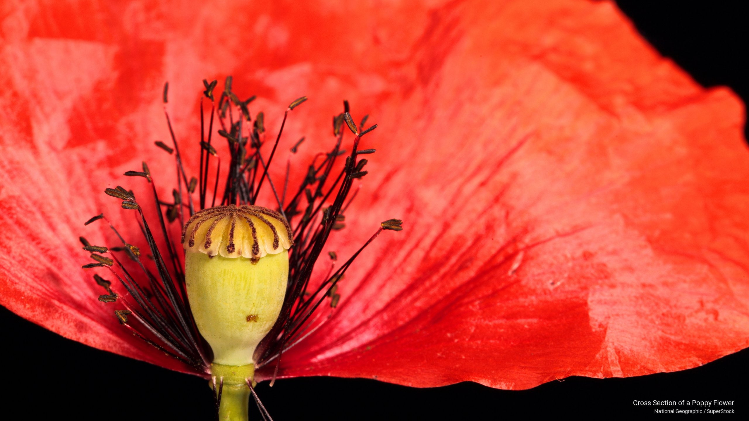 poppy, 2K, section, Flowers/Gardens, flower, cross, HD Wallpaper