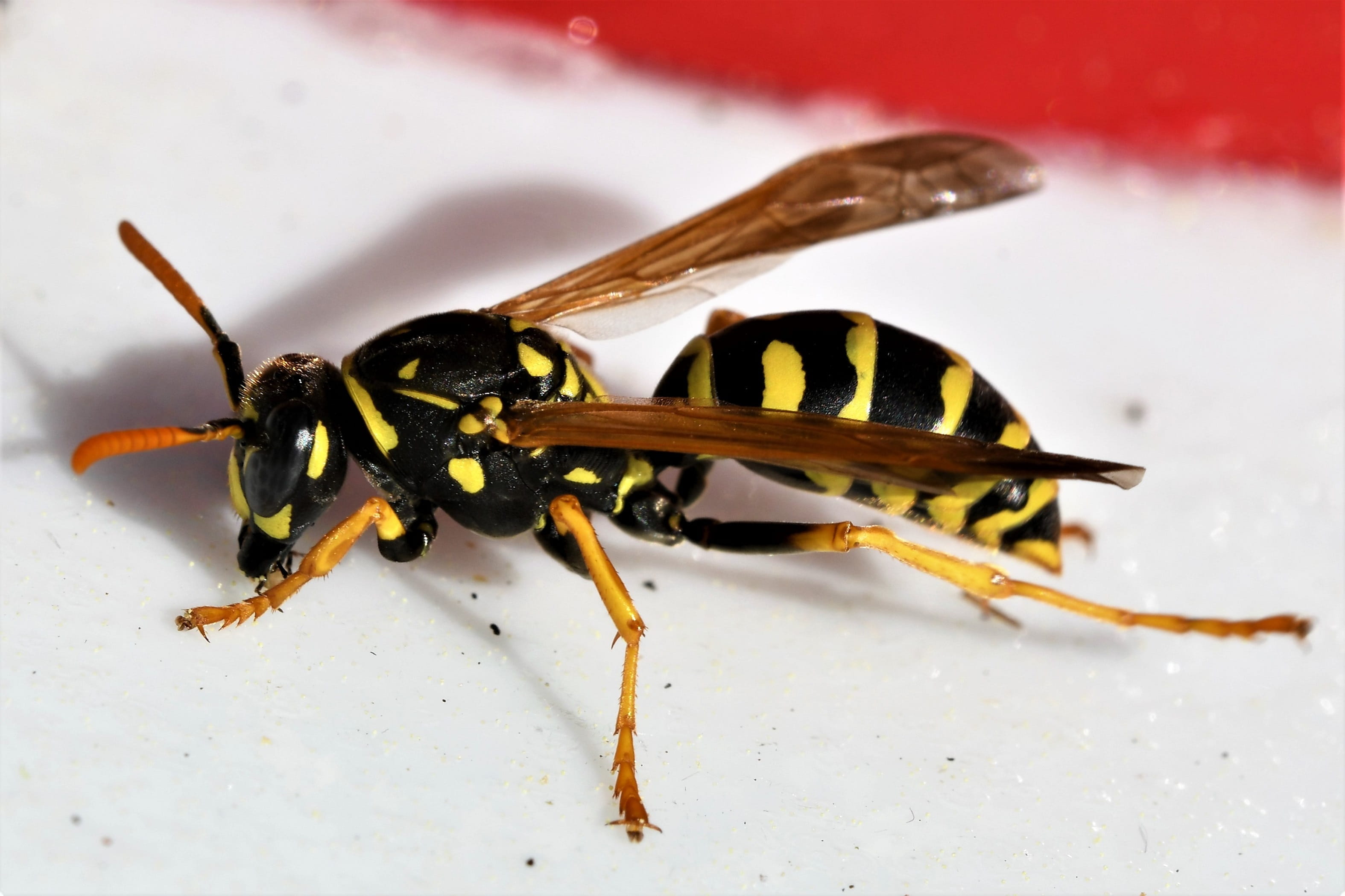 animals in the wild, close-up, dangerous, animal themes, close up, animal wildlife, yellow, animal body part, day, 2K, outdoors, studio shot, wasp, full length, HD Wallpaper
