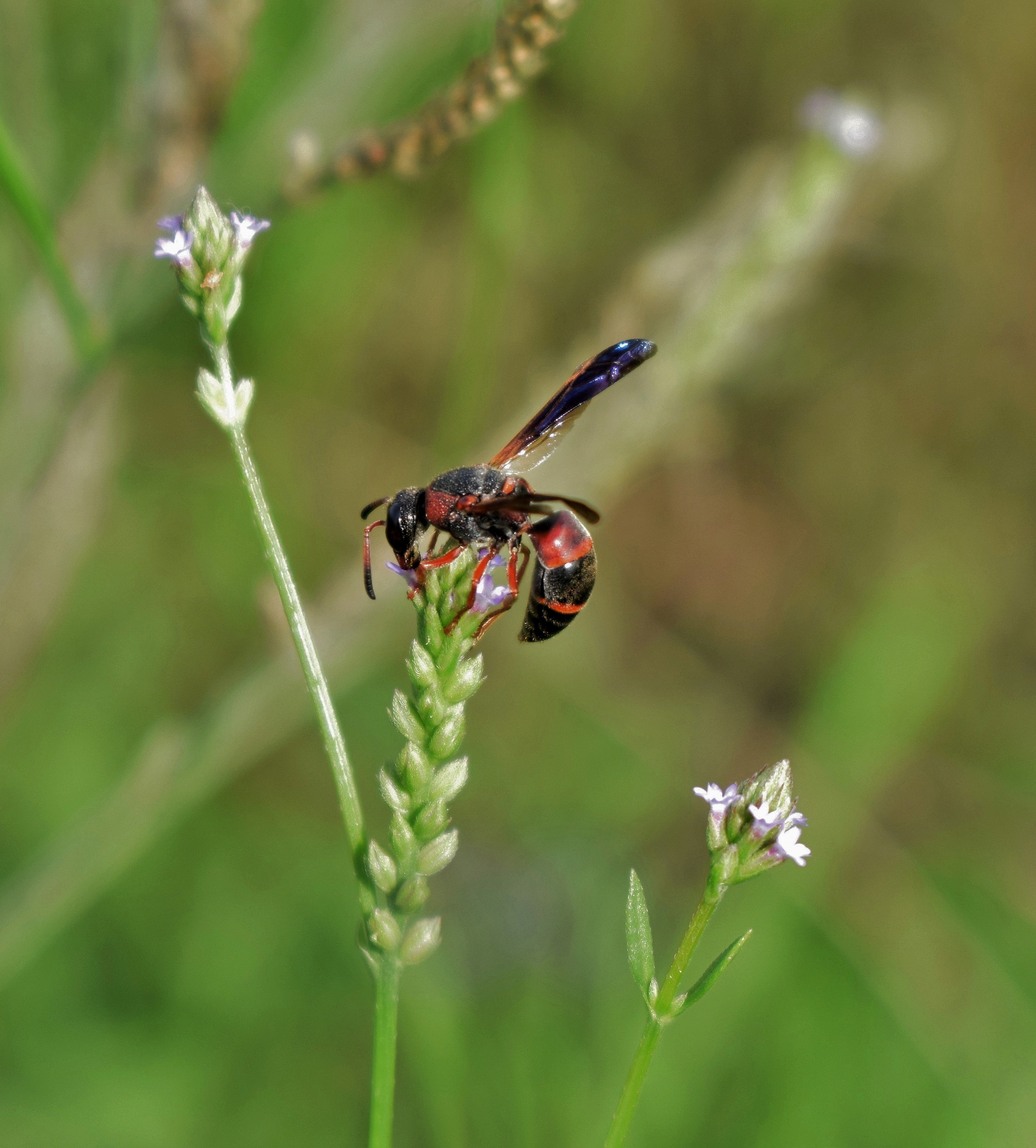 fragility, entomology, biology, focus on foreground, arthropod, outdoors, bokeh, no people, flower, 2K, vulnerability, pollination, sting, growth, plant, Phone HD Wallpaper
