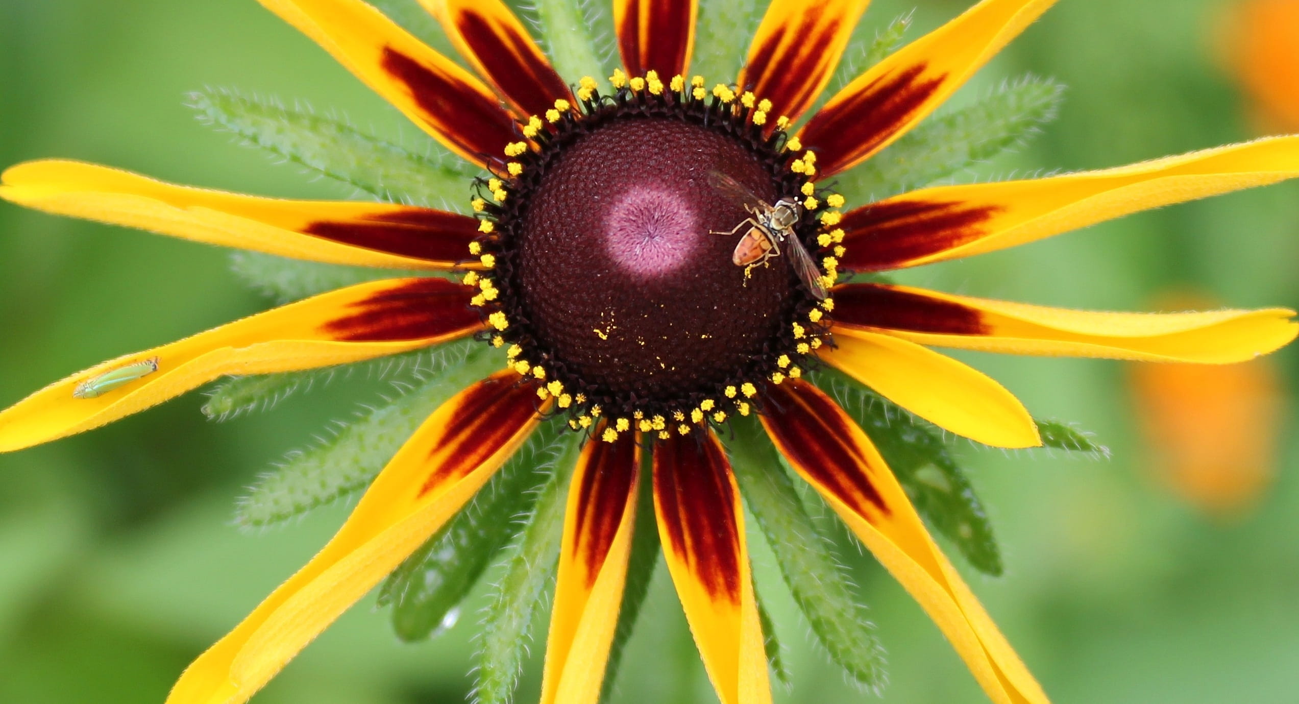 1080P, day, wild flower, inflorescence, outdoors, summer, flowering plant, nature, no people, vulnerability, plant, springtime, coneflower, petal, bright, HD Wallpaper