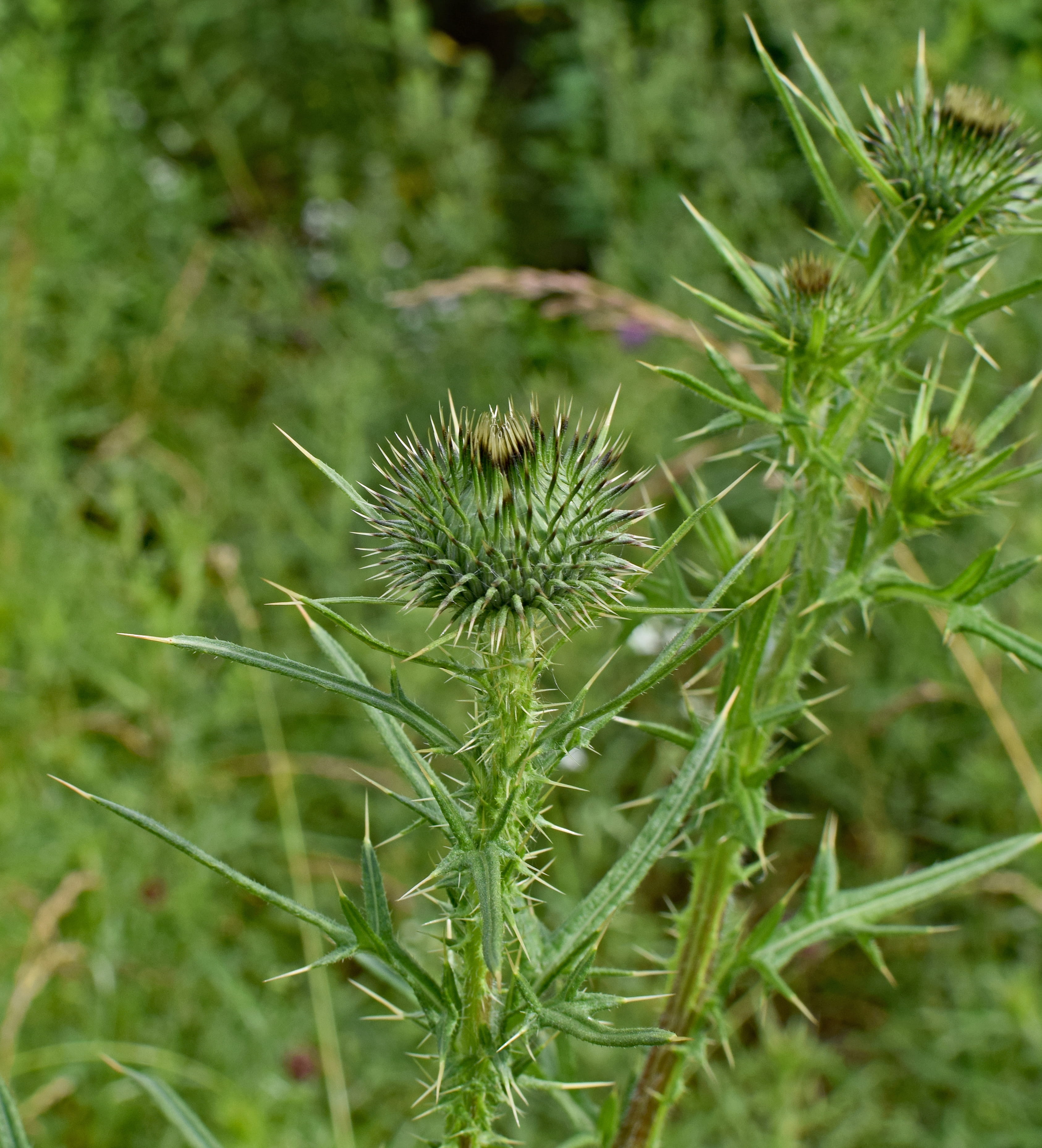 beneficial, oak ridge, plant, thistle bud, spiky, flower head, outdoors, bud, thorns, nature, tranquility, 2K, beauty in nature, spiked, growth, land, Phone HD Wallpaper