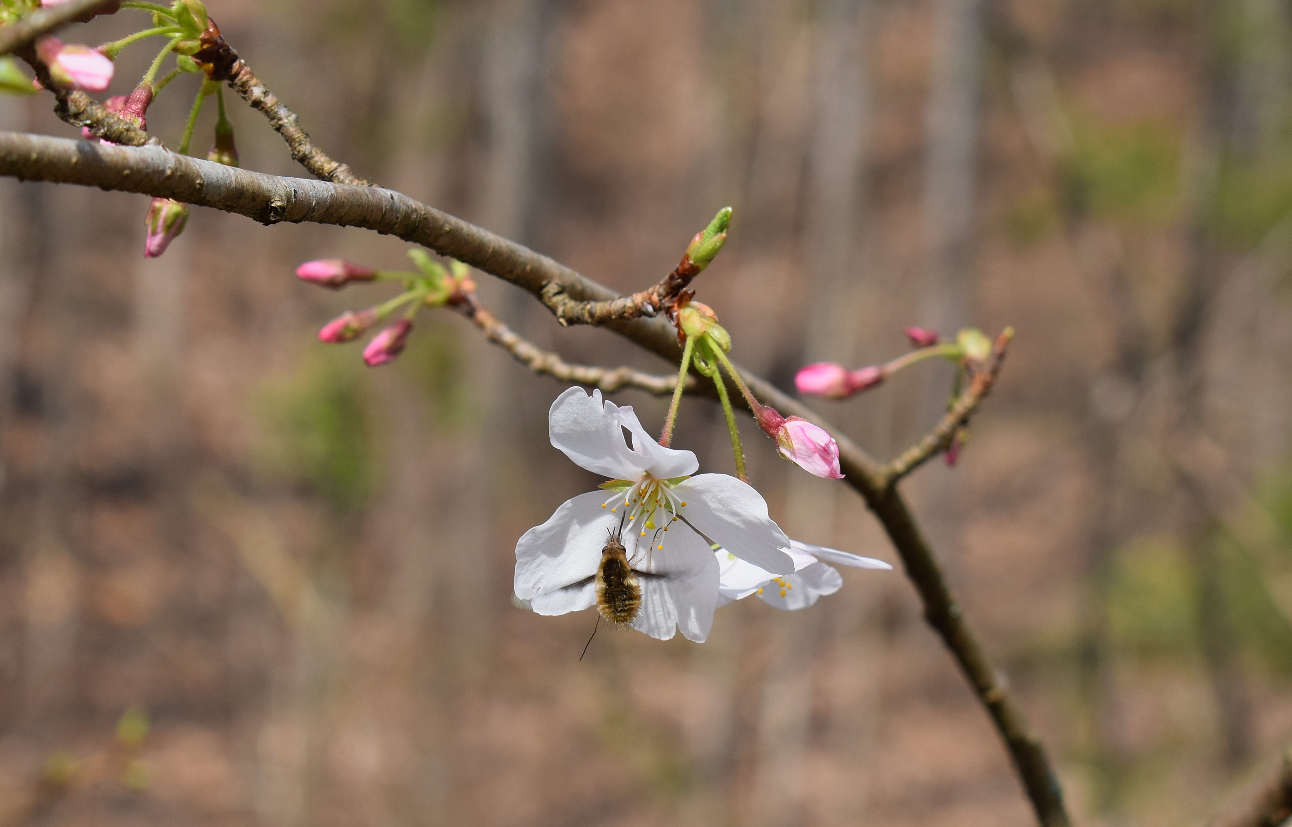 animal, delicate, leaf, white color, buds, wild, nature, branch, season, cherry, twig, insect, close-up, flower, vulnerability, blossom, outdoors, blossoms, HD Wallpaper