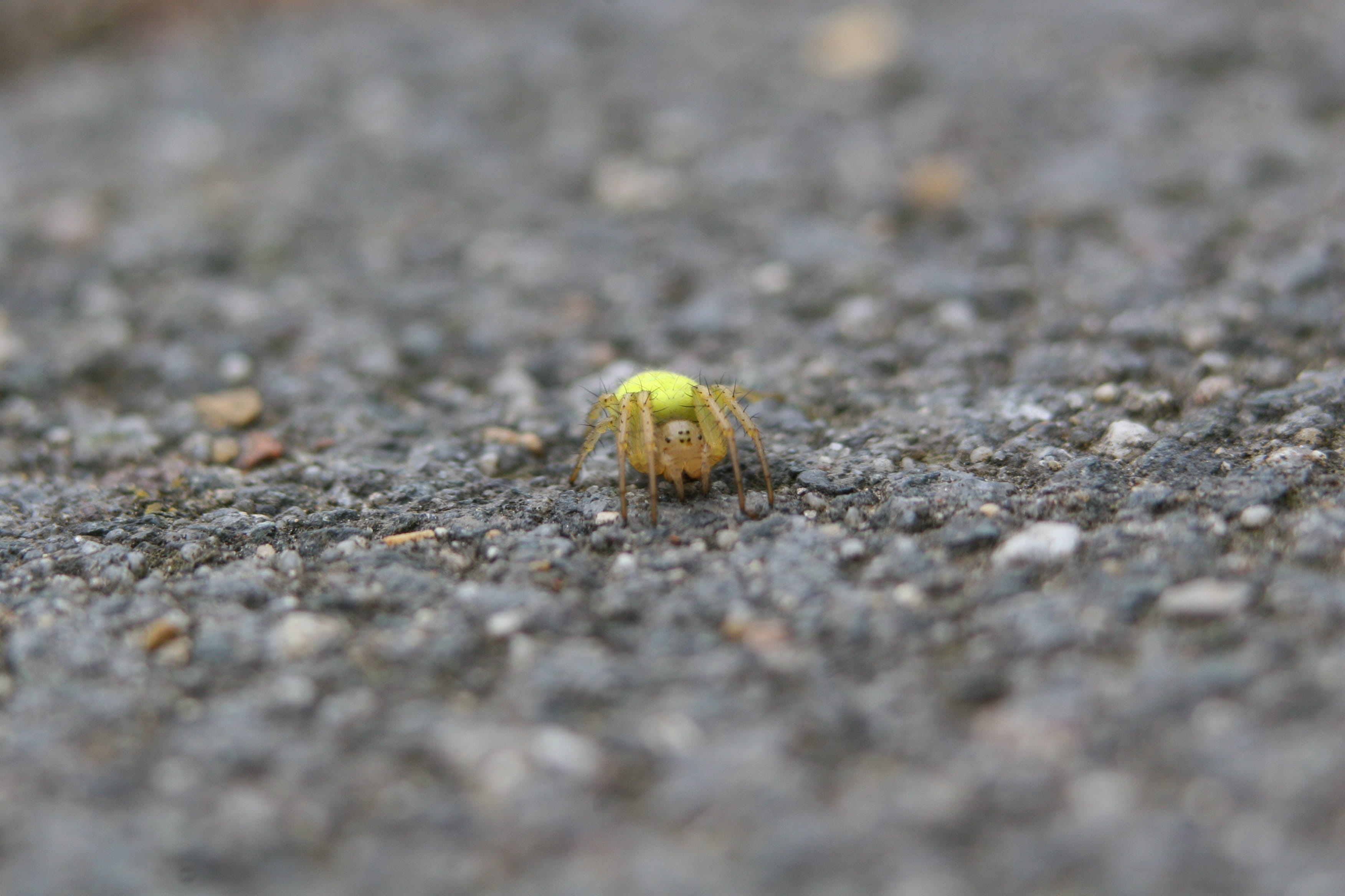 selective focus, close-up, eight-legged, 2K, animals in the wild, no people, outdoors, animal, insect, small, spider, beneficial, gastropod, city, stones, HD Wallpaper