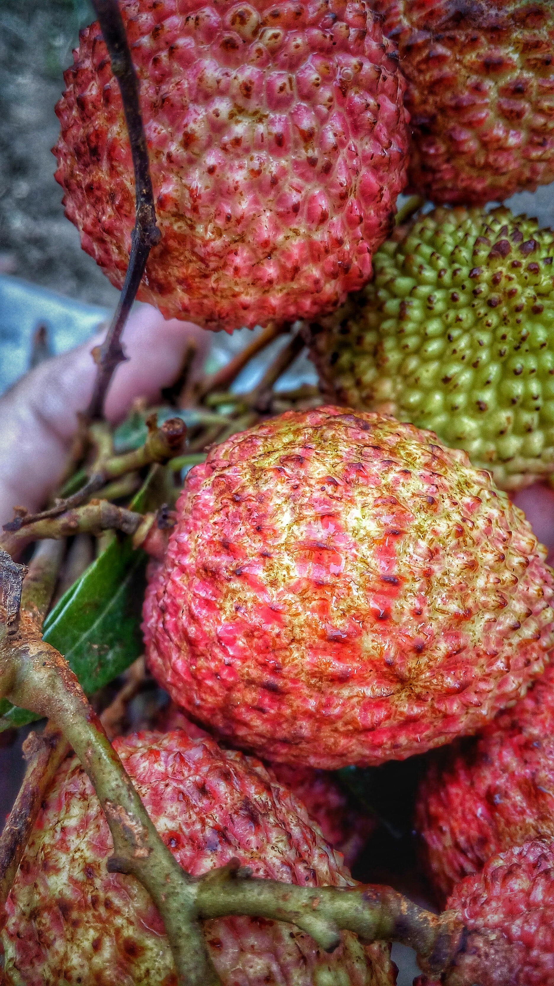 fruits, nature, large group of objects, food and drink, freshness, lychee, healthy eating, still life, full frame, food, red, litchi, exotic, 2K, wellbeing, Phone HD Wallpaper