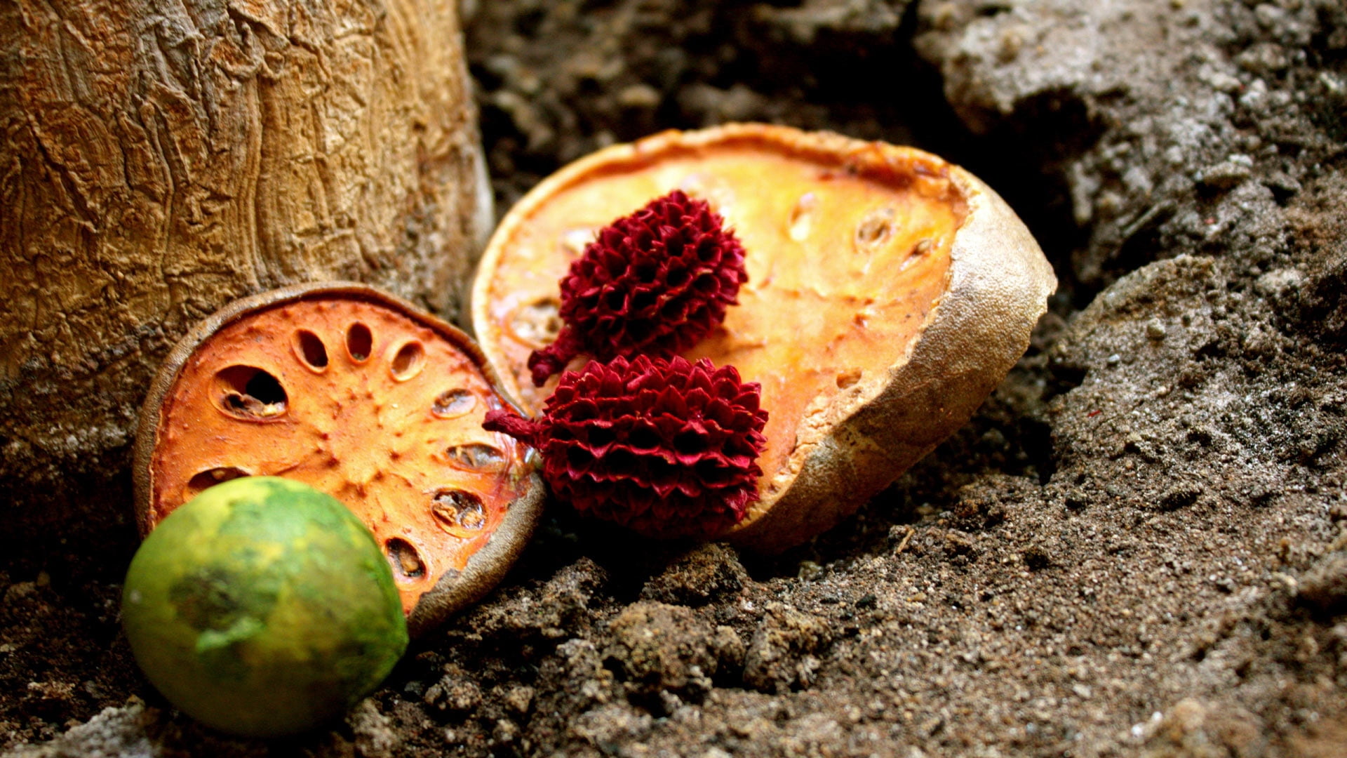 seed, outdoors, guava, freshness, focus on foreground, close-up, nature, exotic, 1080P, animal themes, nut - food, land, tree, still life, nut, day, healthy eating, HD Wallpaper