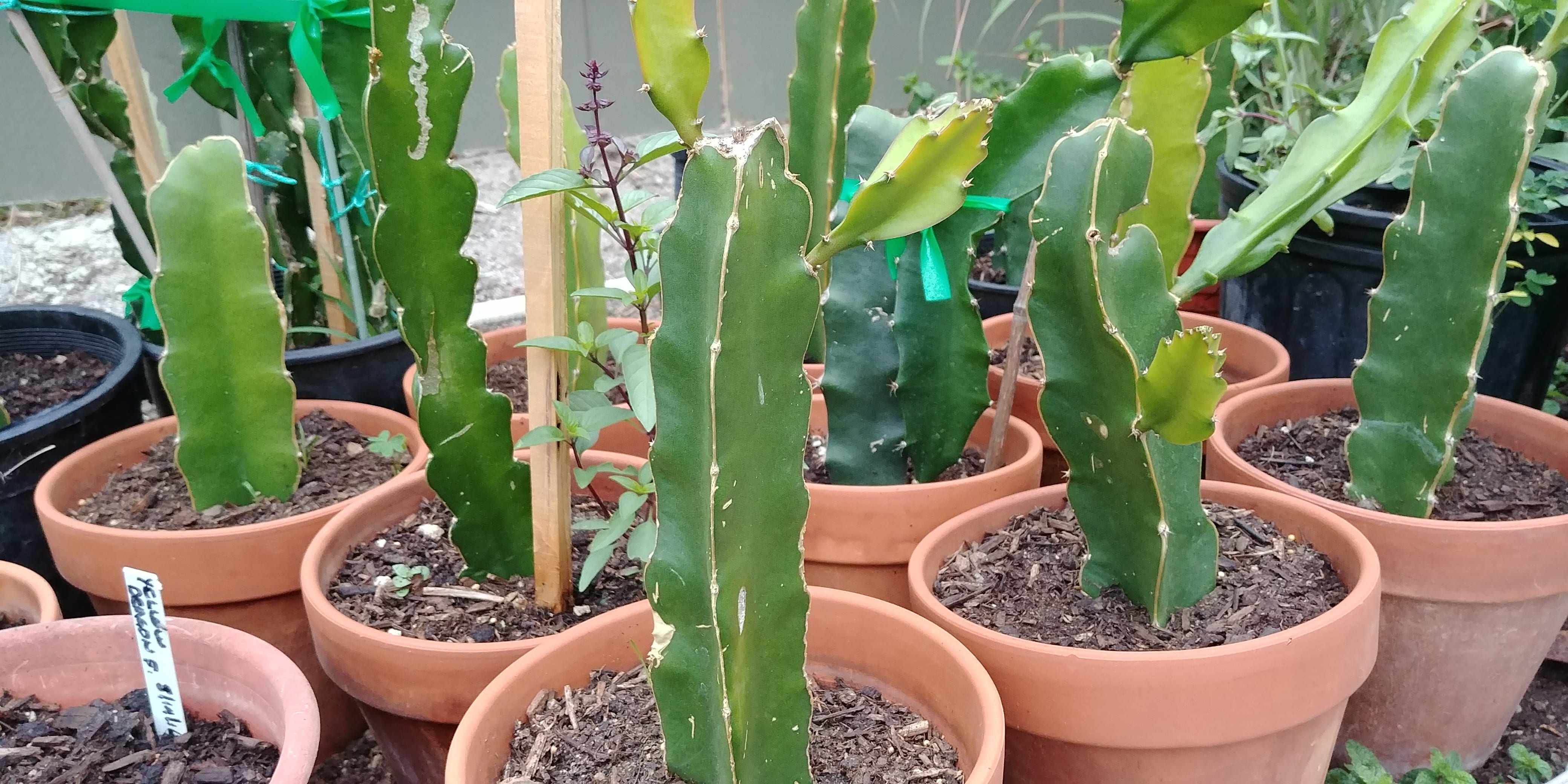 plant nursery, for sale, leaf, succulent plant, juicy, close-up, exotic, growth, tropical, thorn, red, greenhouse, nature, asian, no people, vine, cactus, HD Wallpaper