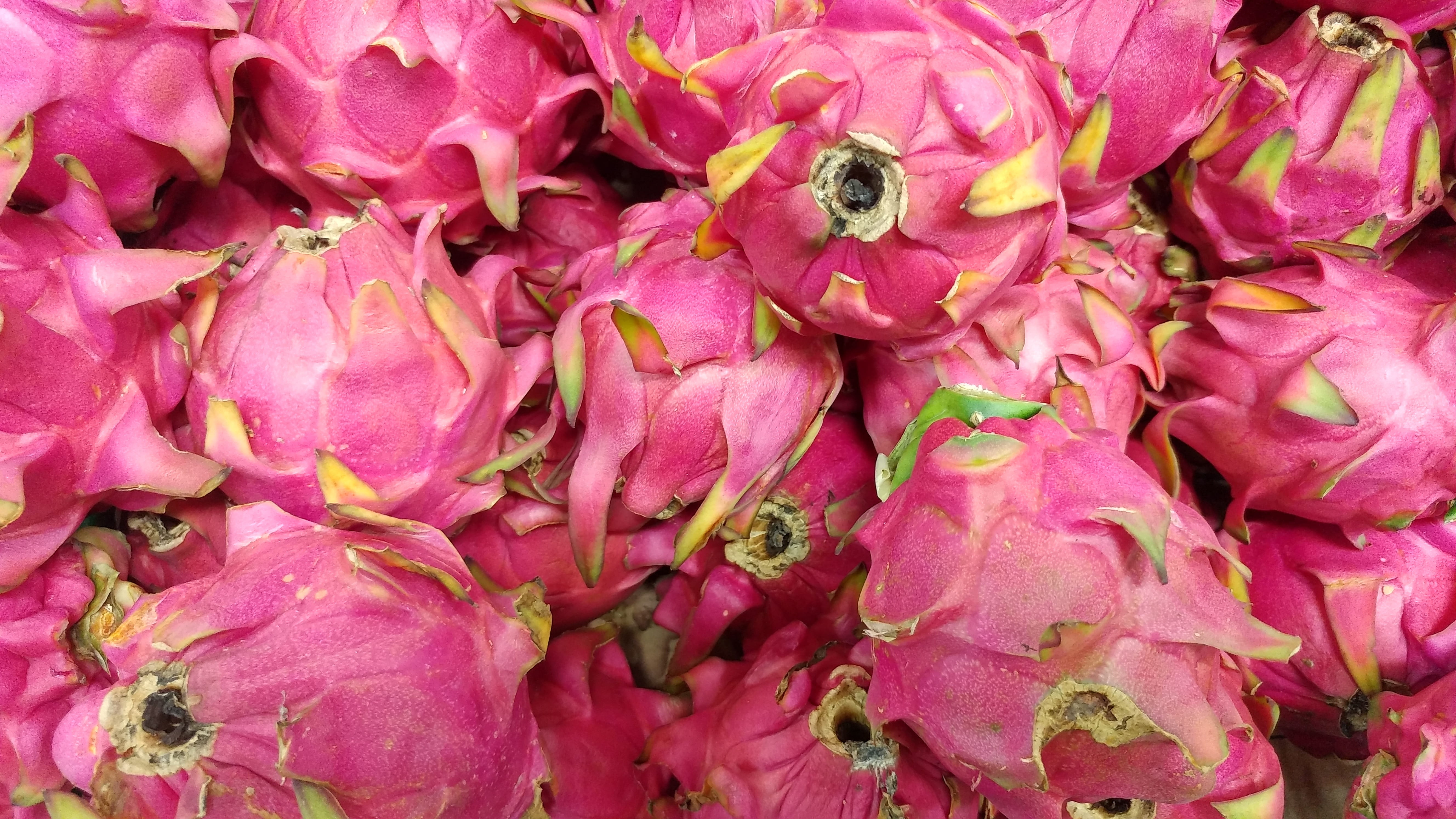 pitaya, full frame, nature, large group of objects, market, close-up, 5K, flowering plant, backgrounds, petal, pink color, abundance, flower, flora, fragility, HD Wallpaper