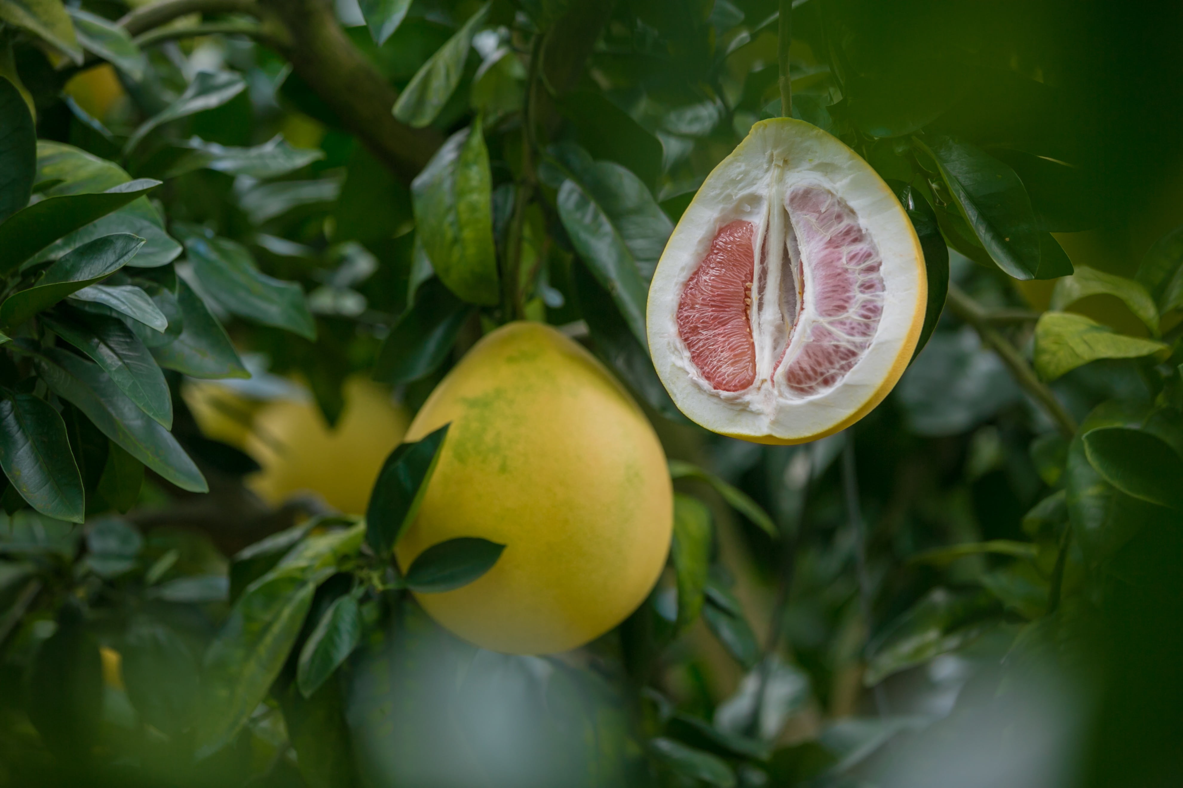 citrus fruit, healthy eating, no people, wellbeing, freshness, fujian, growth, green color, leaf, selective focus, ripe, fruit, day, plant part, outdoors, HD Wallpaper