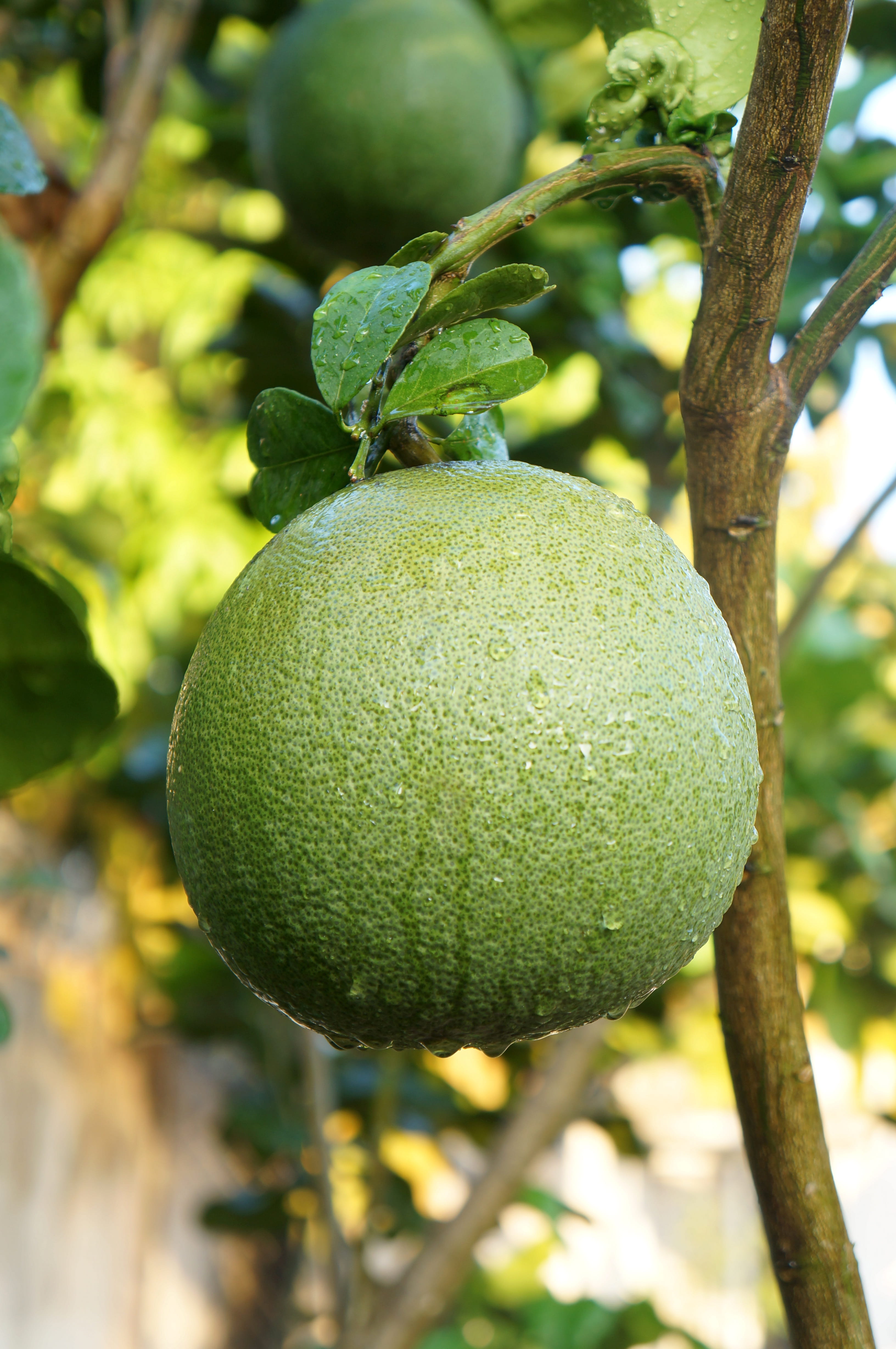 fruit tree, healthy eating, branch, day, food and drink, plant part, focus on foreground, close-up, green color, leaf, no people, outdoors, food, plant, Phone HD Wallpaper