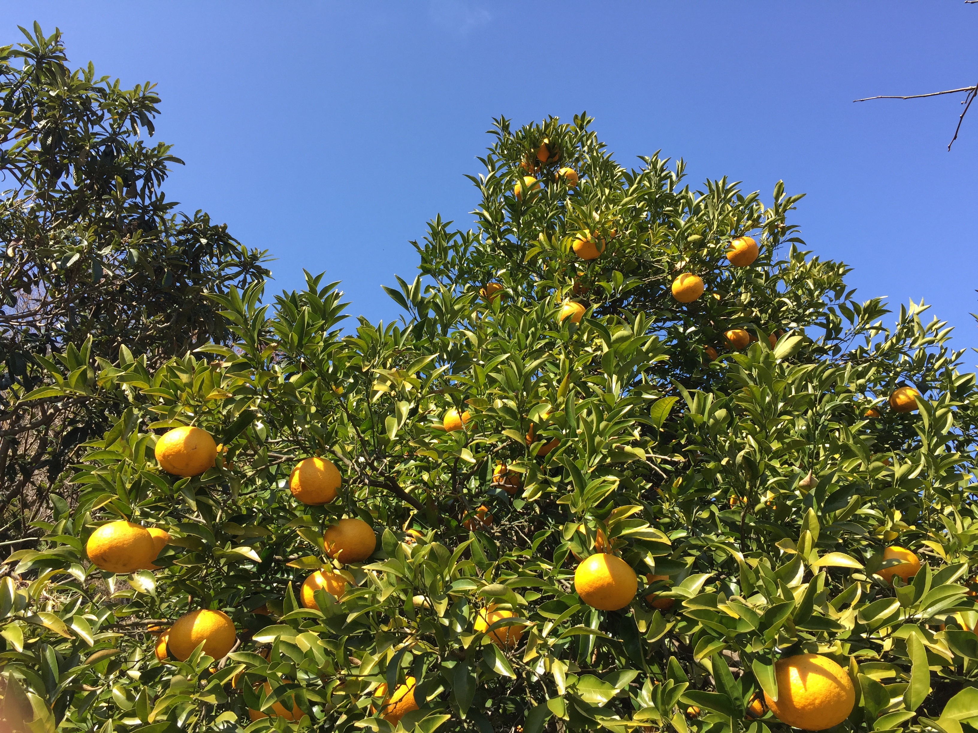 plant, ripe, tangerine, orange - Fruit, outdoors, leaf, branch, orange Tree, low angle view, citrus Fruit, fruit, orange color, watson pomelo, green color, HD Wallpaper