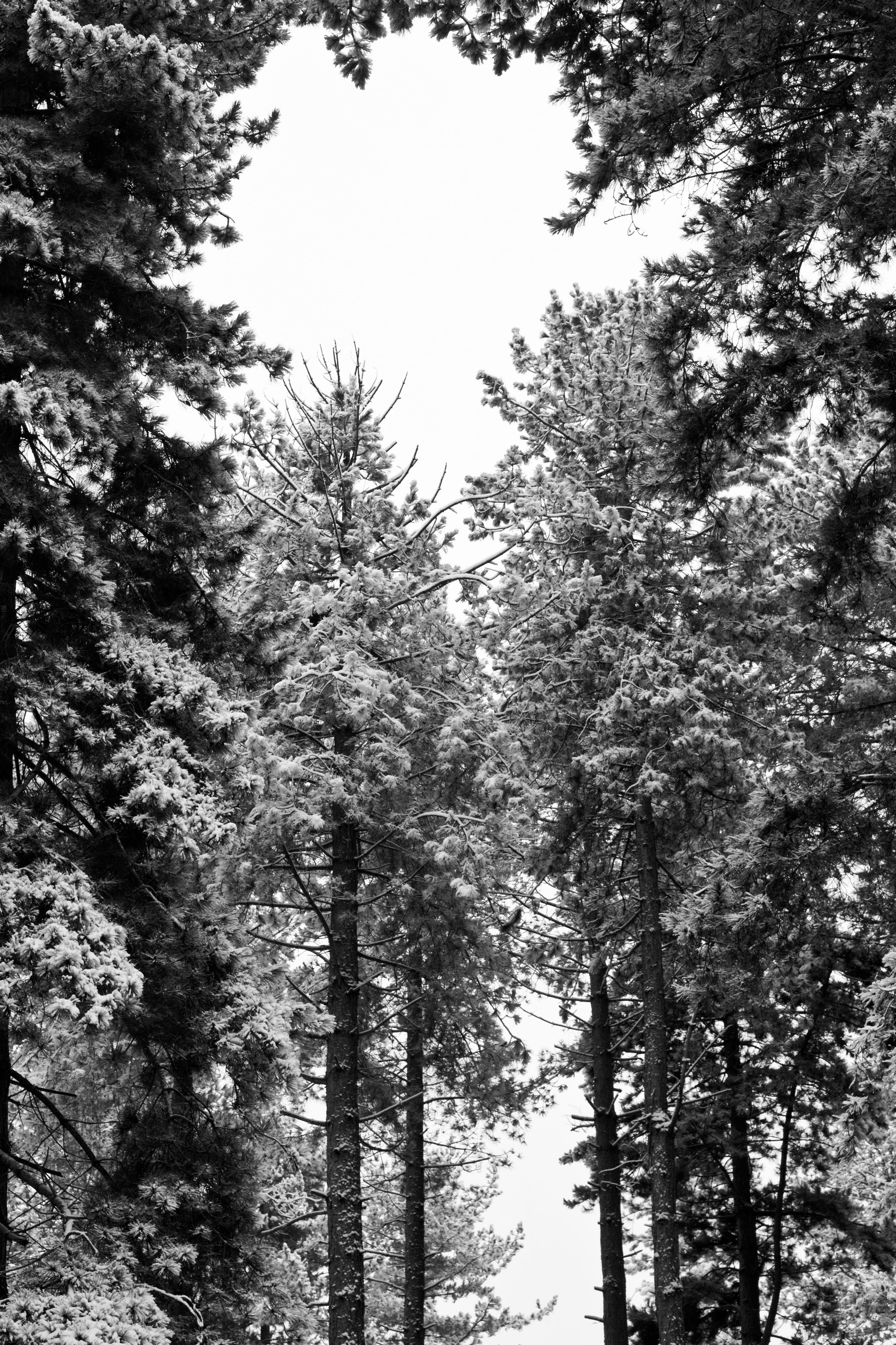 plant, coniferous tree, monochrome, directly below, idyllic, no people, black, nature, woods, white, beauty in nature, tranquility, tree canopy, sky, land, Phone HD Wallpaper