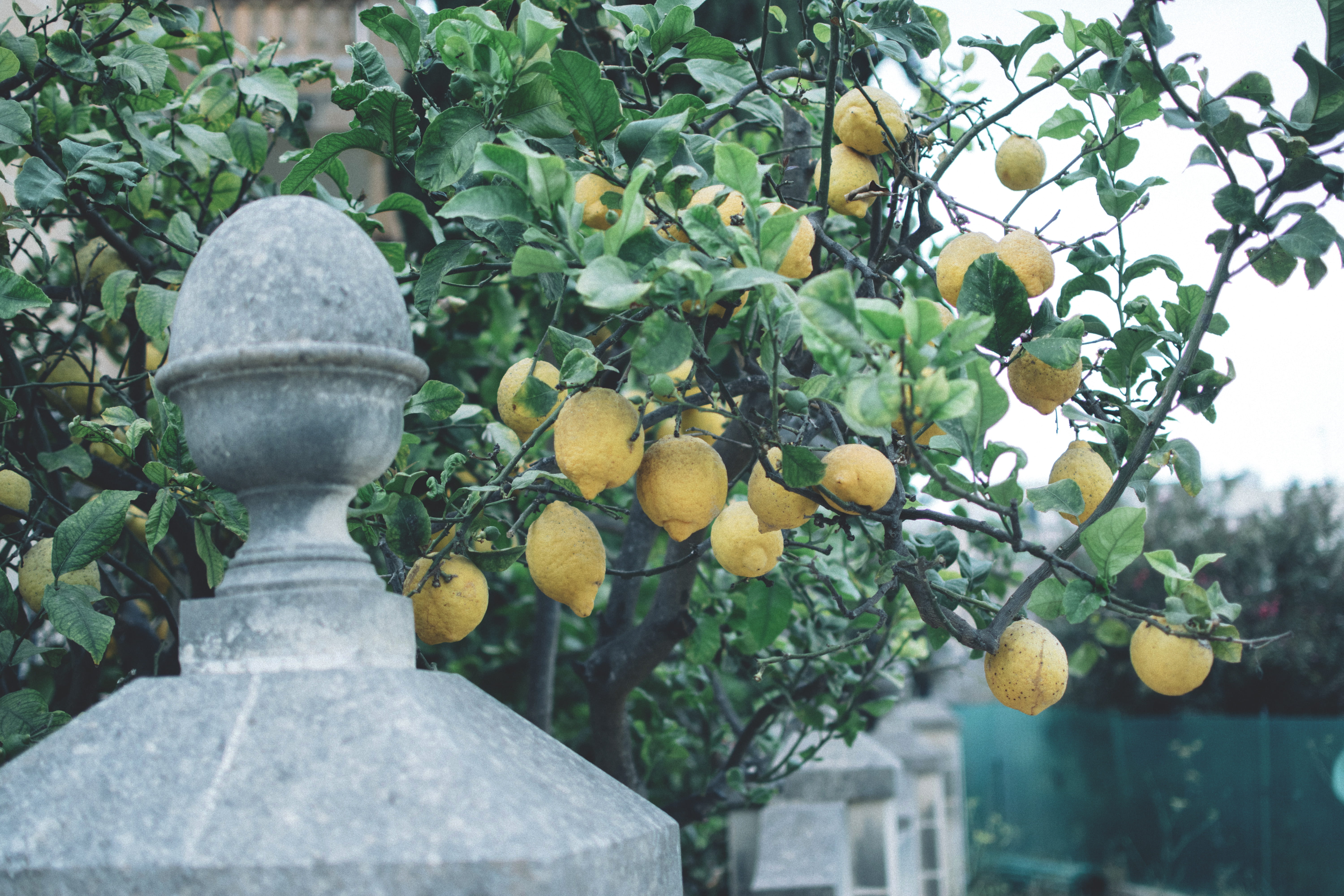 architecture, freshness, focus on foreground, 5K, snowman, growth, lemon, lemons, leaf, plant, persimmon, outdoors, low angle view, no people, grapefruit, HD Wallpaper