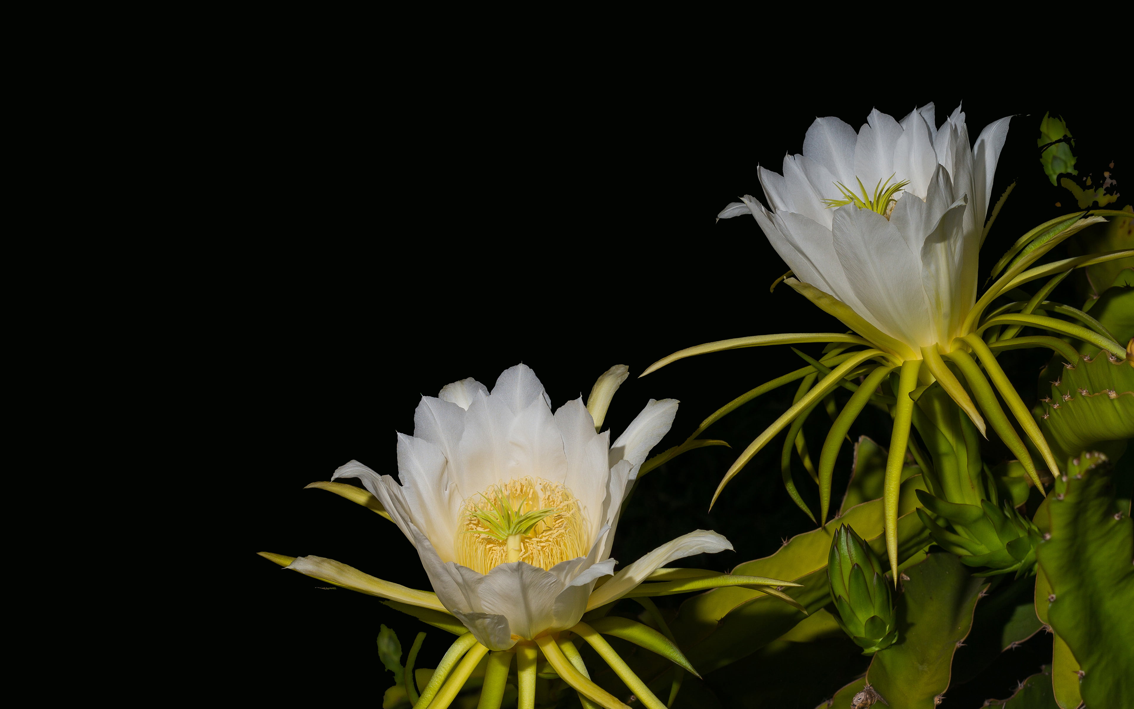 leaf, freshness, becomes, beauty in nature, plant part, studio shot, plant, flower head, heated, petal, dragon, year, hd, desktop, no people, indoors, flower, HD Wallpaper
