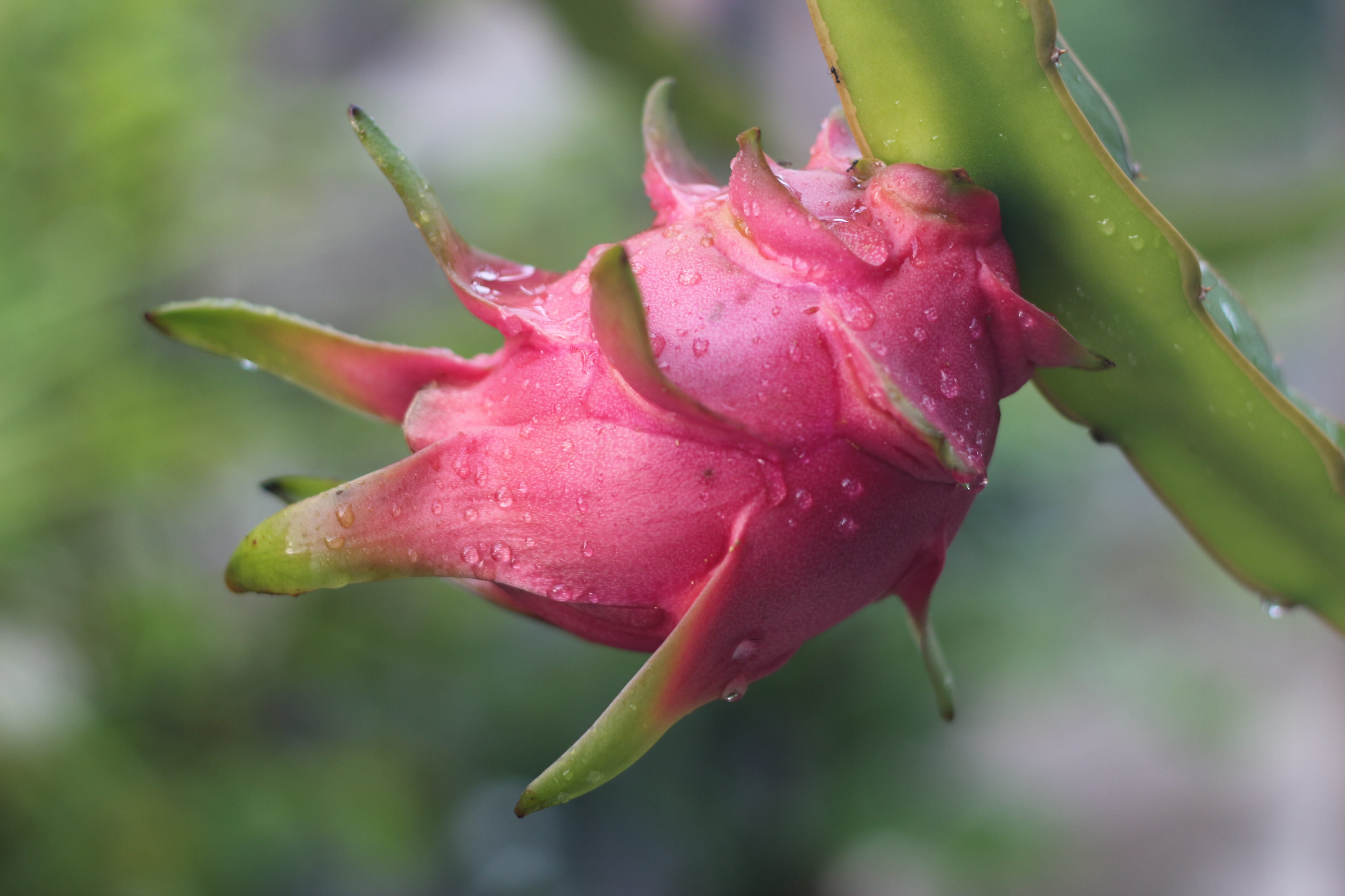 flower head, pink color, nature, flower, petal, purity, wet, no people, sepal, dew, fragility, outdoors, close-up, beauty in nature, vulnerability, 5K, HD Wallpaper