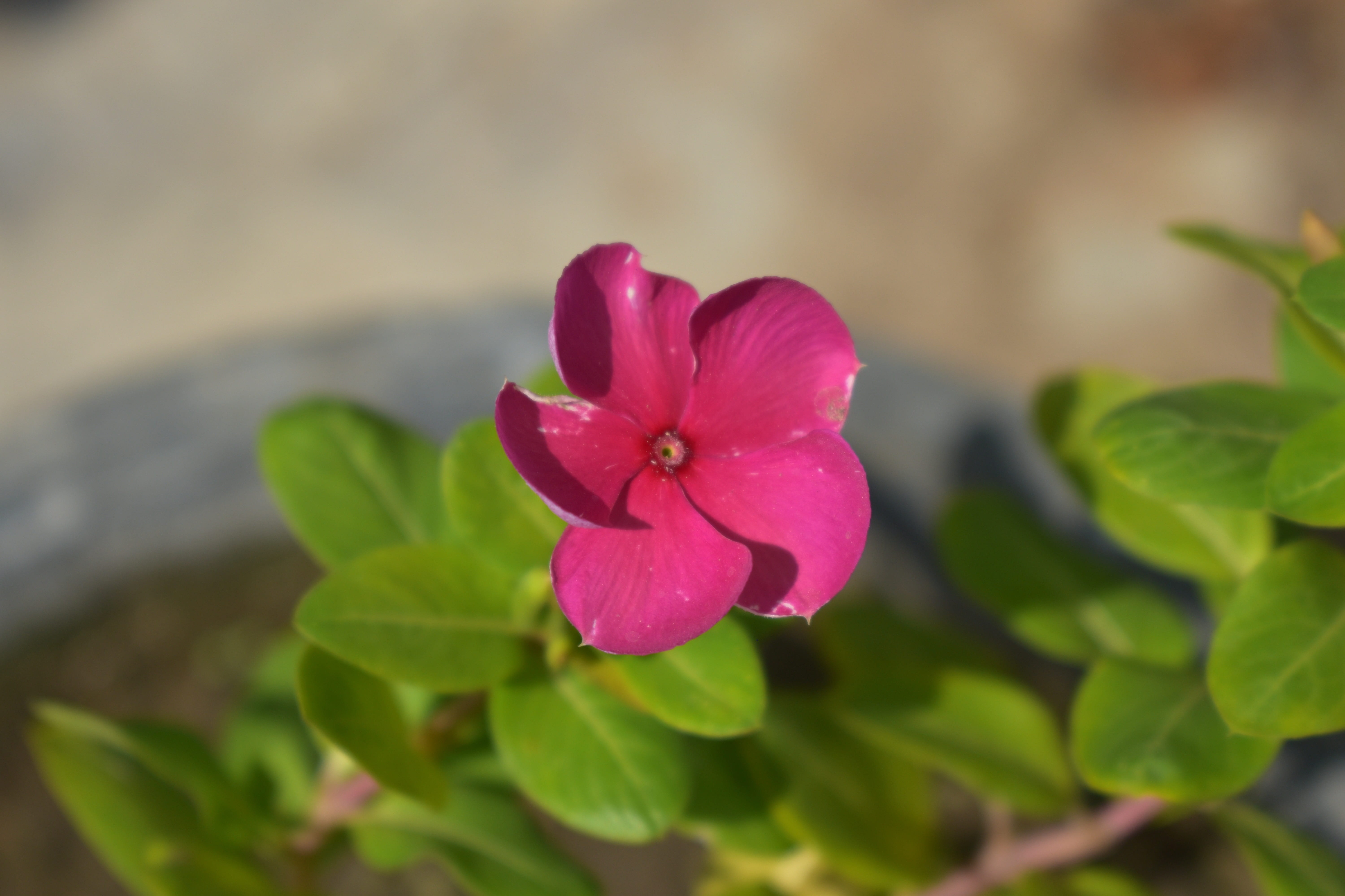fragility, petal, close-up, pink, plant, teresita, beauty in nature, nature, inflorescence, flower, freshness, growth, pink color, outdoors, periwinkle, HD Wallpaper