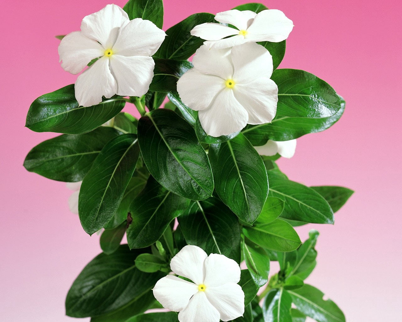 green, petal, green color, studio shot, no people, leaf, flower head, nature, white color, flower, flowering, flowering plant, plant part, freshness, fragility, HD Wallpaper