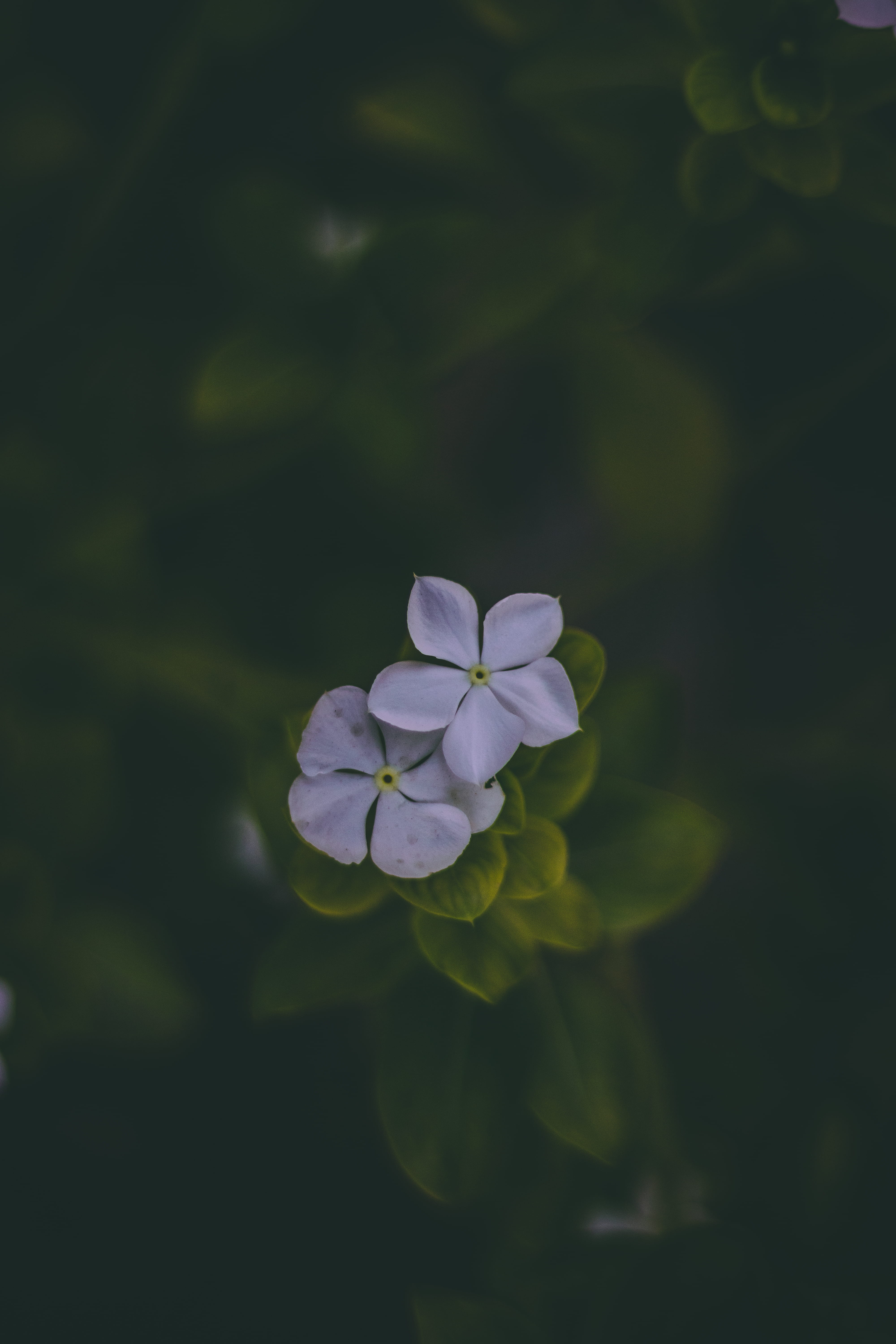 blooming, outdoors, garden, petals, fragility, color, periwinkle, two, beautiful, white color, flora, beauty in nature, flowering plant, flower head, no people, Phone HD Wallpaper