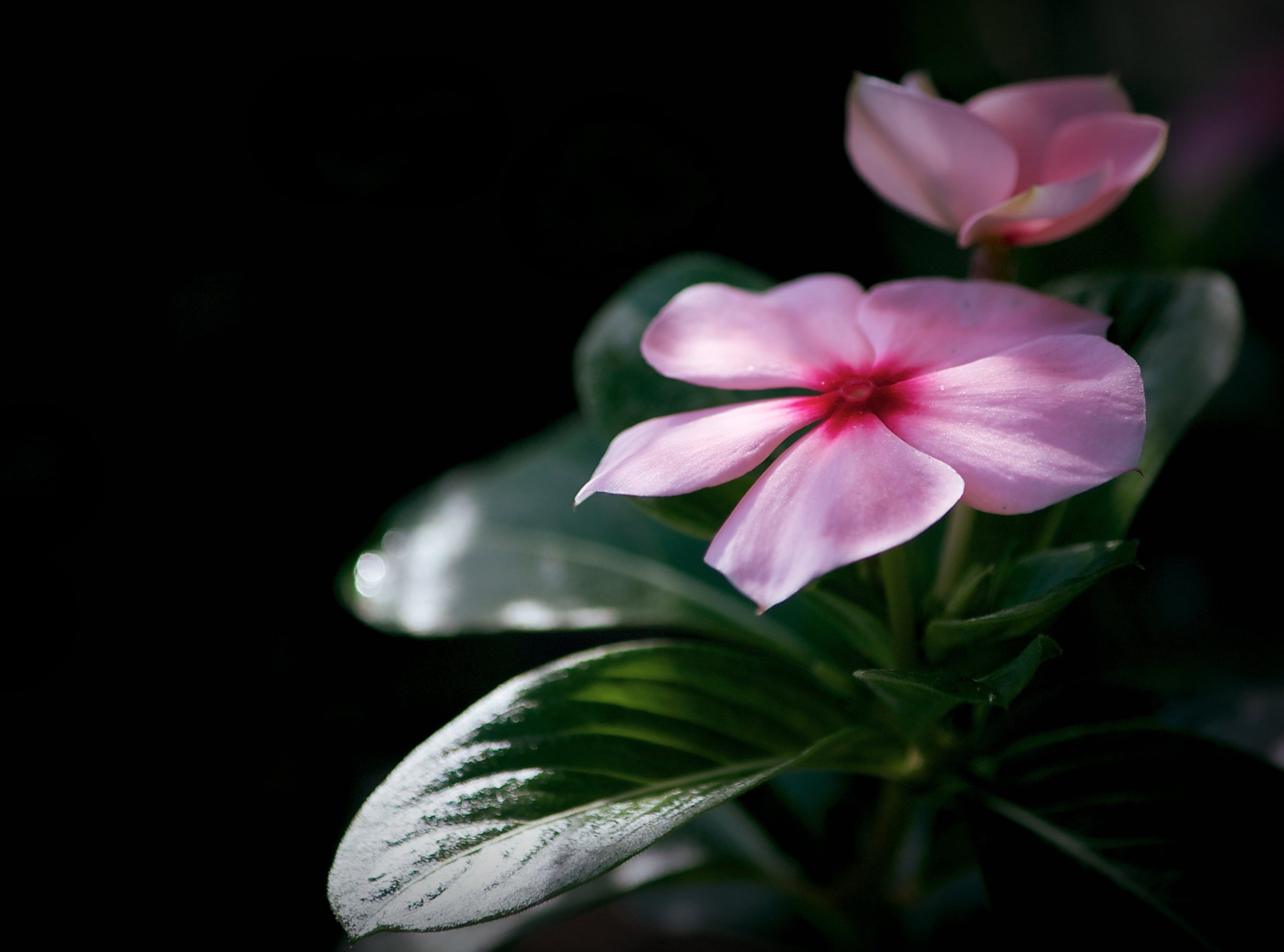Dark, plant part, outdoors, Japan, Periwinkle, black background, himi, flowering plant, madagascarperiwinkle, studio shot, madagascar, petal, nature, Flower, HD Wallpaper