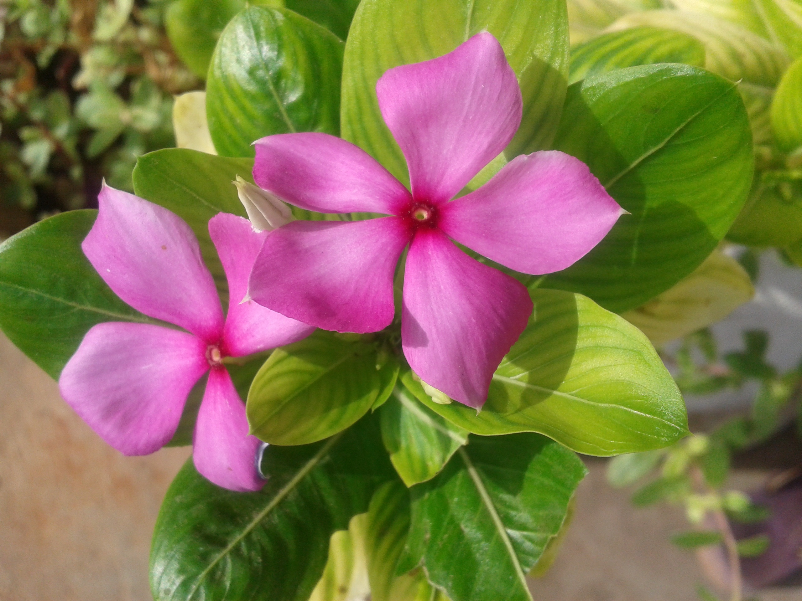 focus on foreground, nature, blossoms, purple, flower head, growth, close-up, fragility, flowering plant, pink, macro, periwinkle, perennial, green color, HD Wallpaper