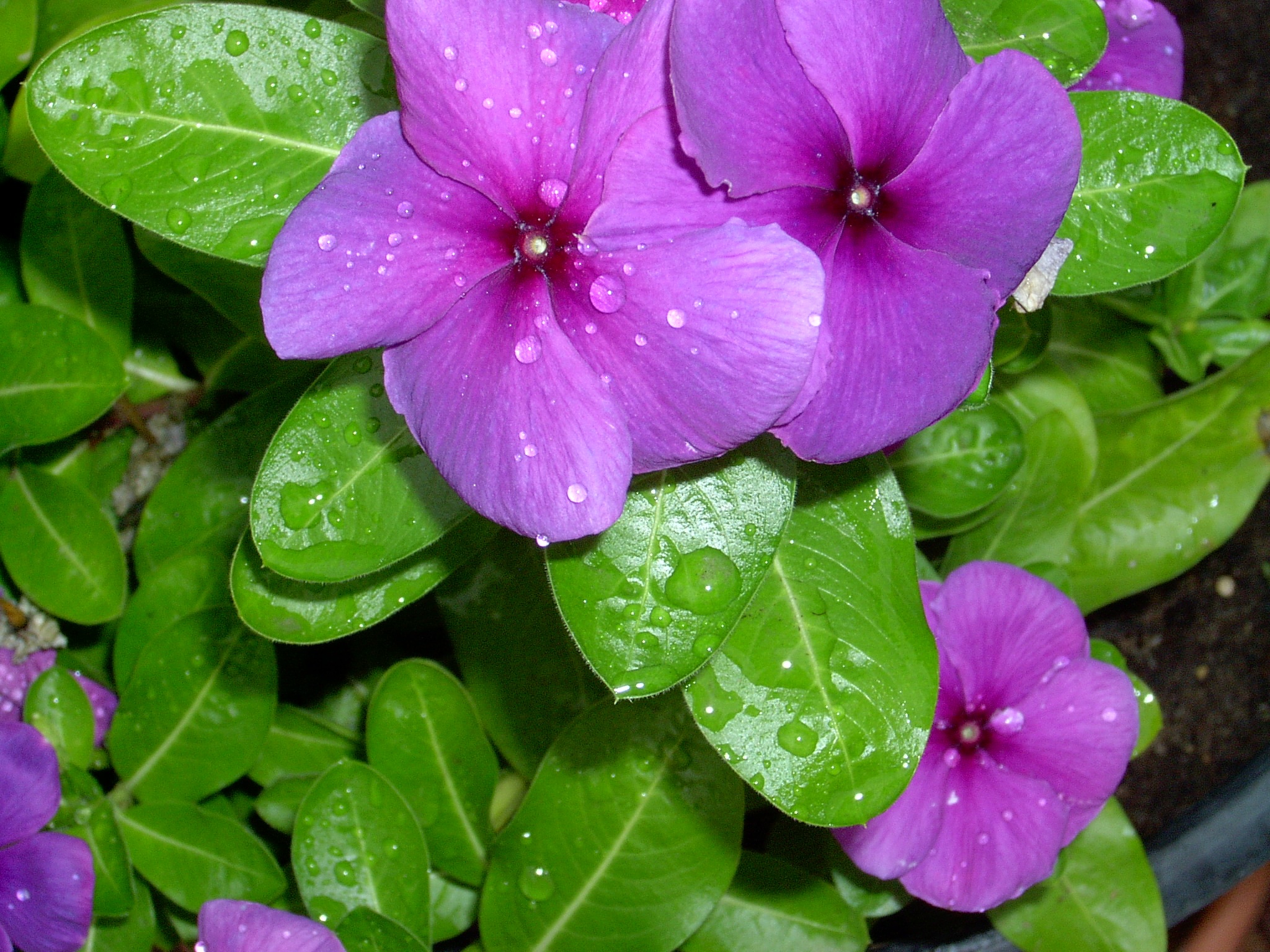 vulnerability, flowering plant, flower head, bright, water, dew, plant, purple, freshness, leaf, growth, fresh, bloom, 1080P, beauty in nature, no people, HD Wallpaper