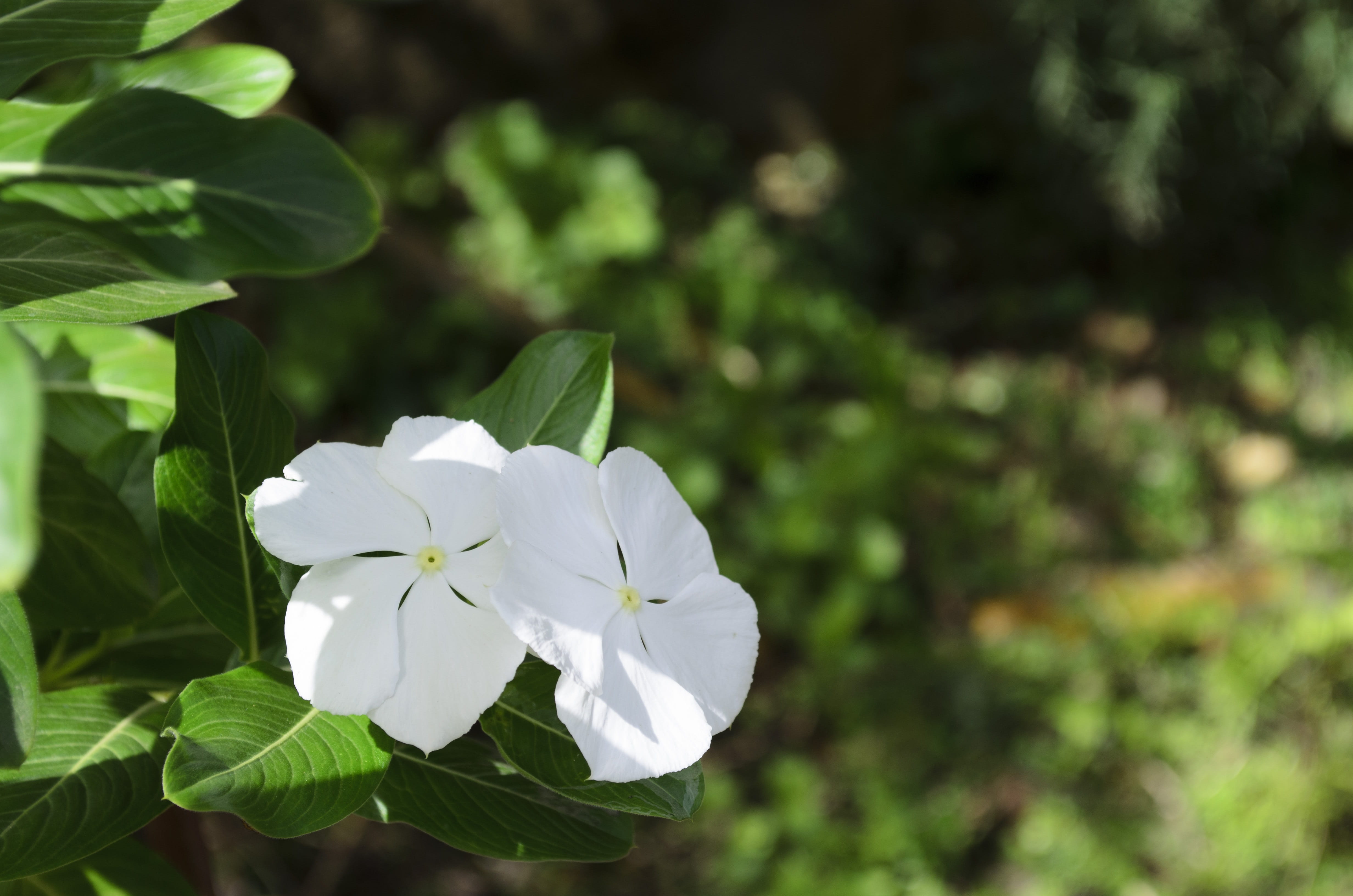 nature, petal, flower head, periwinkle, day, fragility, close-up, leaf, trinidad, plant part, flowering plant, freshness, 4K, green color, white color, HD Wallpaper