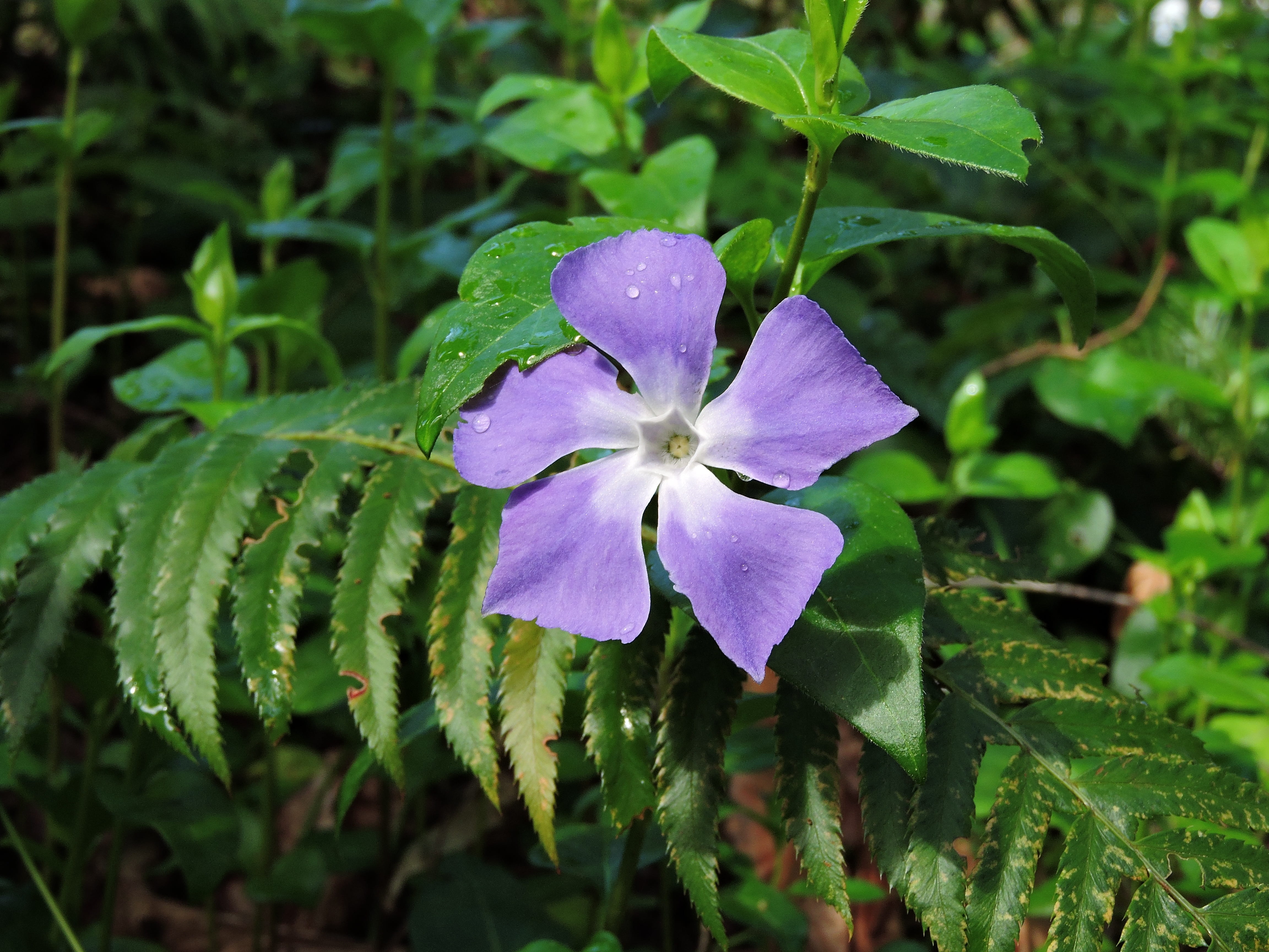growth, 4K, green color, inflorescence, vinca, leaf, no people, focus on foreground, petal, outdoors, beauty in nature, wild, plant, day, plant part, fragility, HD Wallpaper