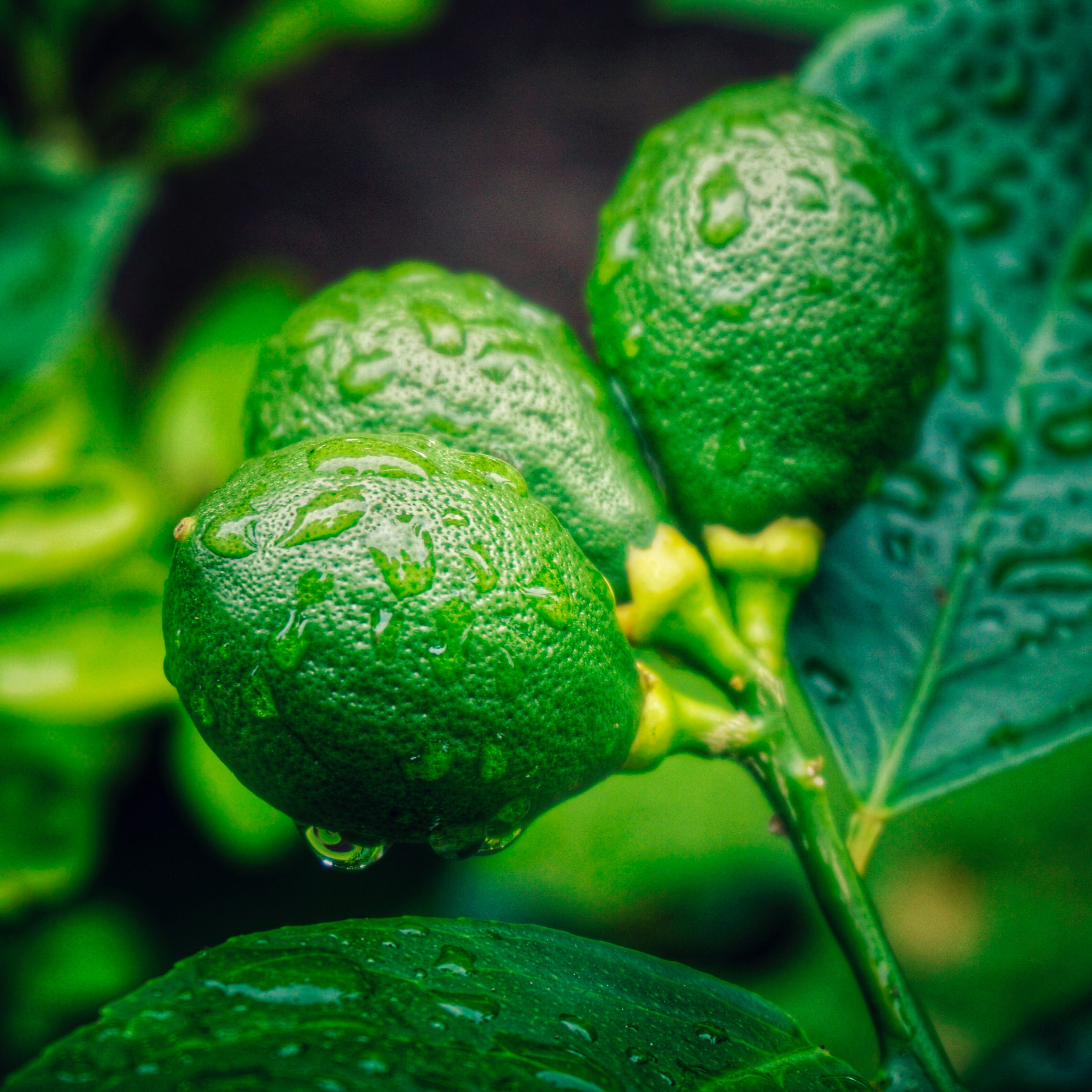 food, organic, tree, fruit, 2K, healthy eating, close-up, plant, wellbeing, drop, dew, nature, agriculture, growth, day, vegetable, raindrop, freshness, Phone HD Wallpaper