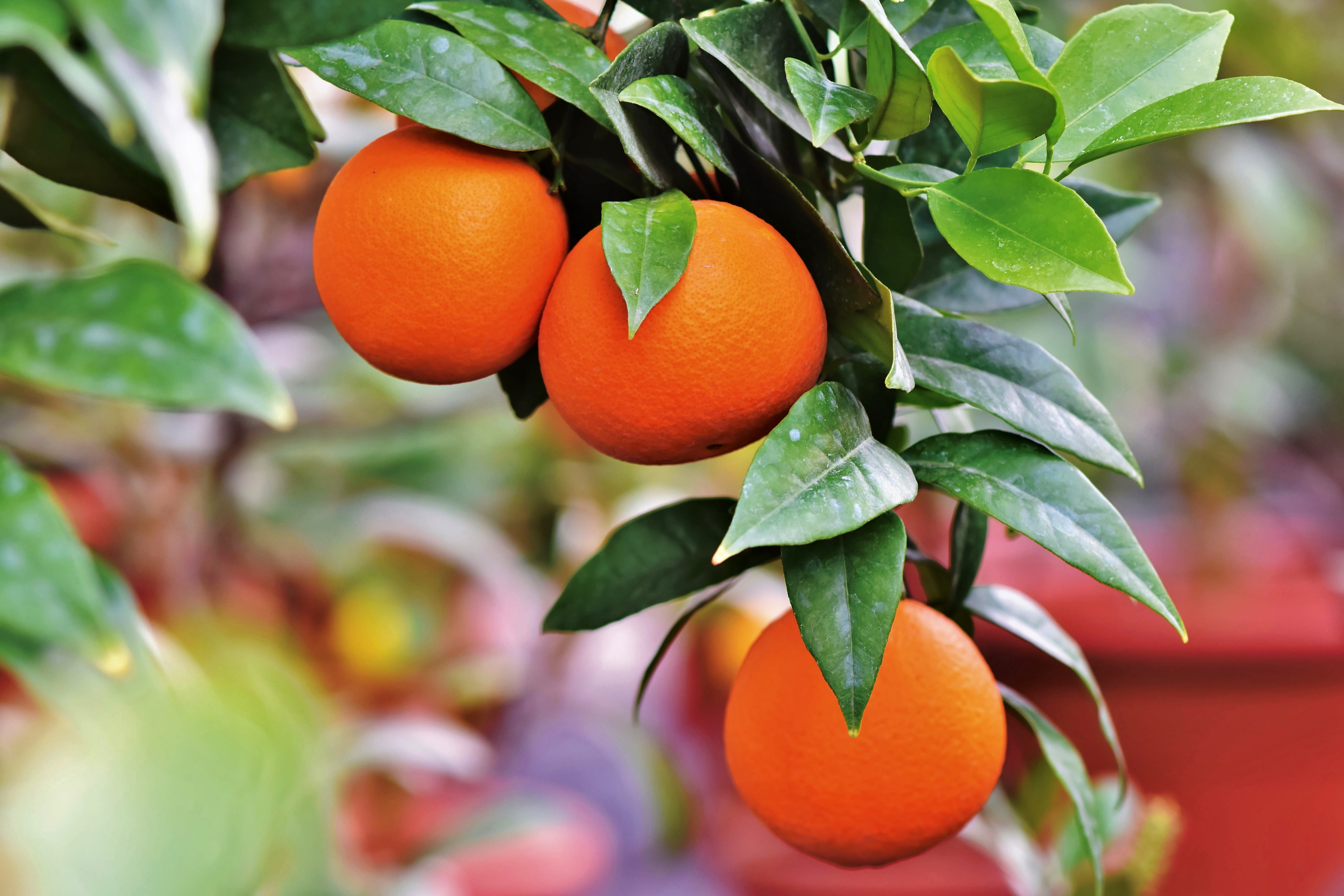 ripe, wellbeing, no people, food and drink, juicy, healthy eating, nature, orange tree, food, growth, vitaminhaltig, plant, plant part, fruity, sweet, close-up, HD Wallpaper