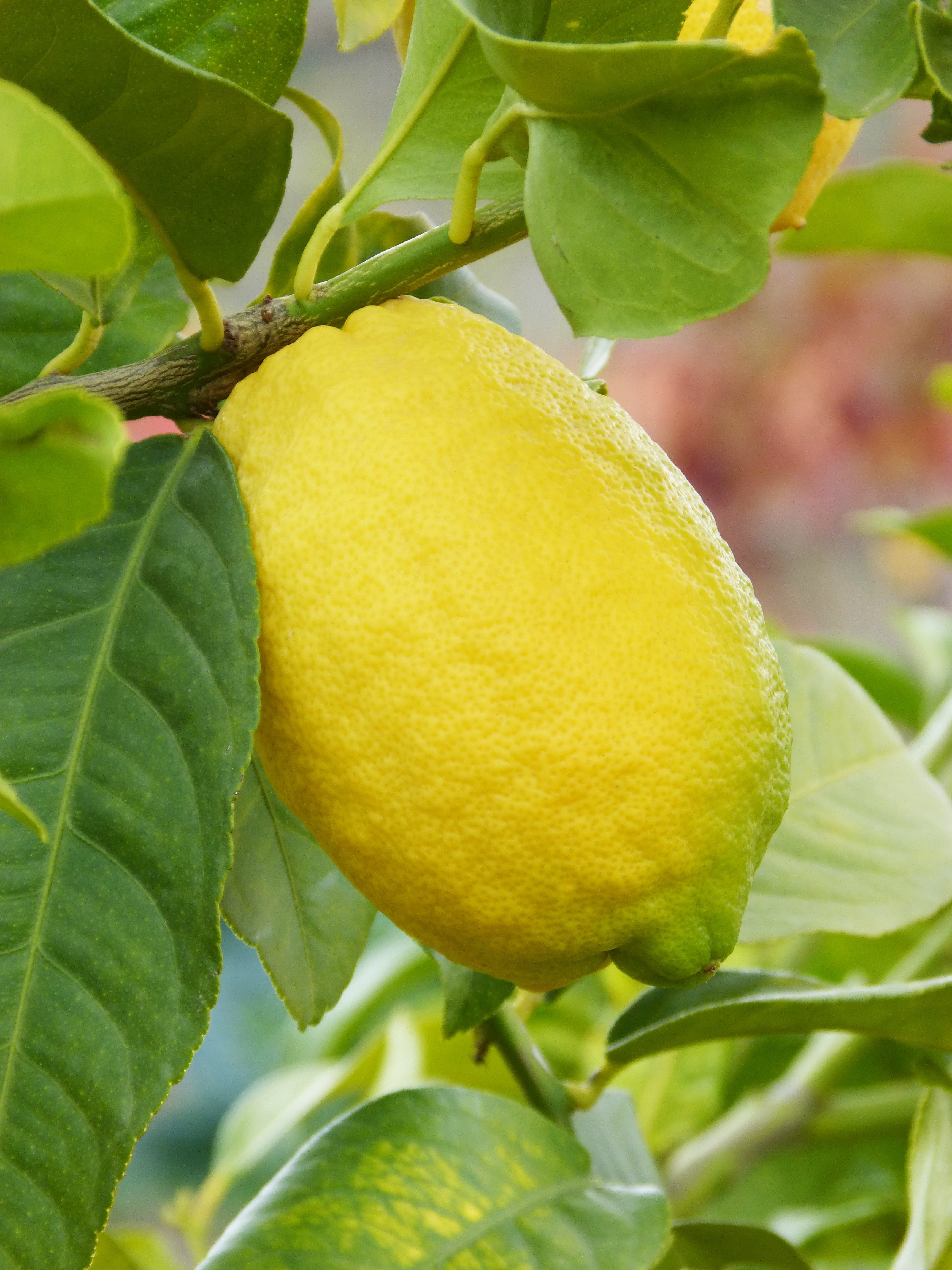 plant part, Citric, plant, healthy eating, tree, yellow, close-up, food, Mediterranean, lemon tree, citrus fruit, fruit tree, Lemon, green color, focus on foreground, Phone HD Wallpaper