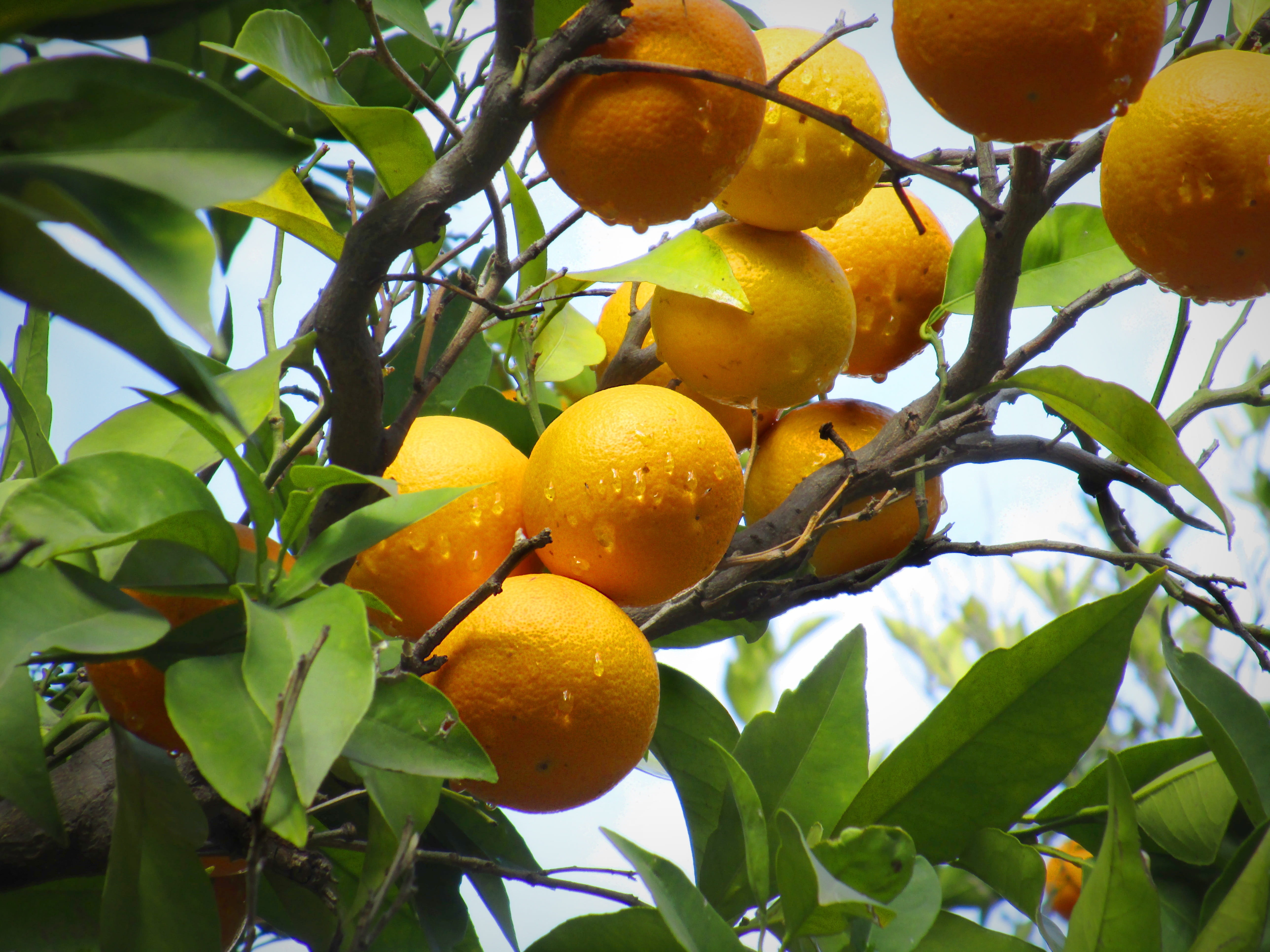 orange - fruit, 5K, naranjo, growth, fruit, healthy eating, nature, wellbeing, branch, no people, plant, ripe, yellow, orange color, tree, leaf, food and drink, HD Wallpaper