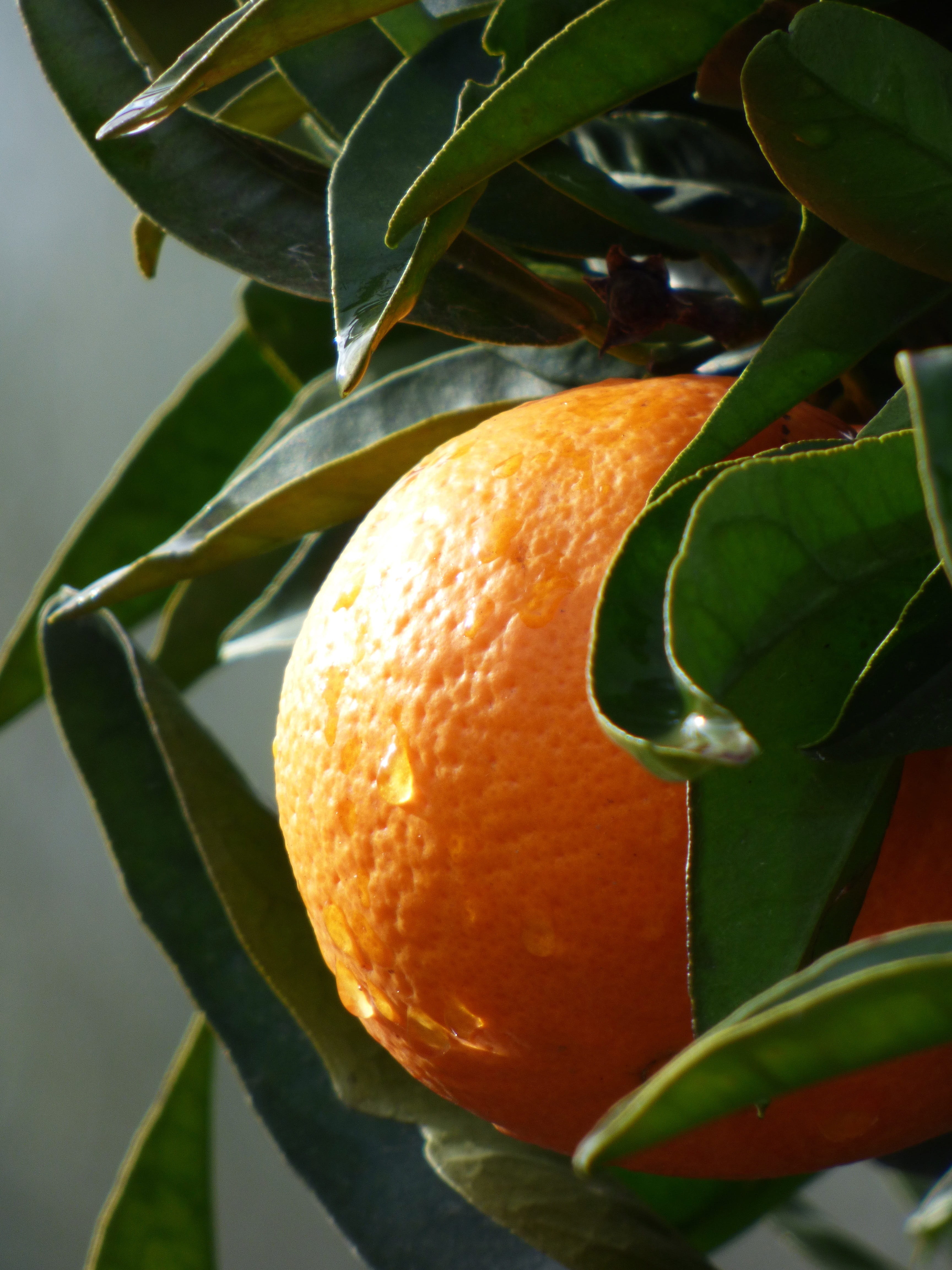 wellbeing, no people, leaf, Naranjo, focus on foreground, tree, 4K, food, seasoning, citrus fruit, food and drink, growth, orange color, plant, mature, Phone HD Wallpaper