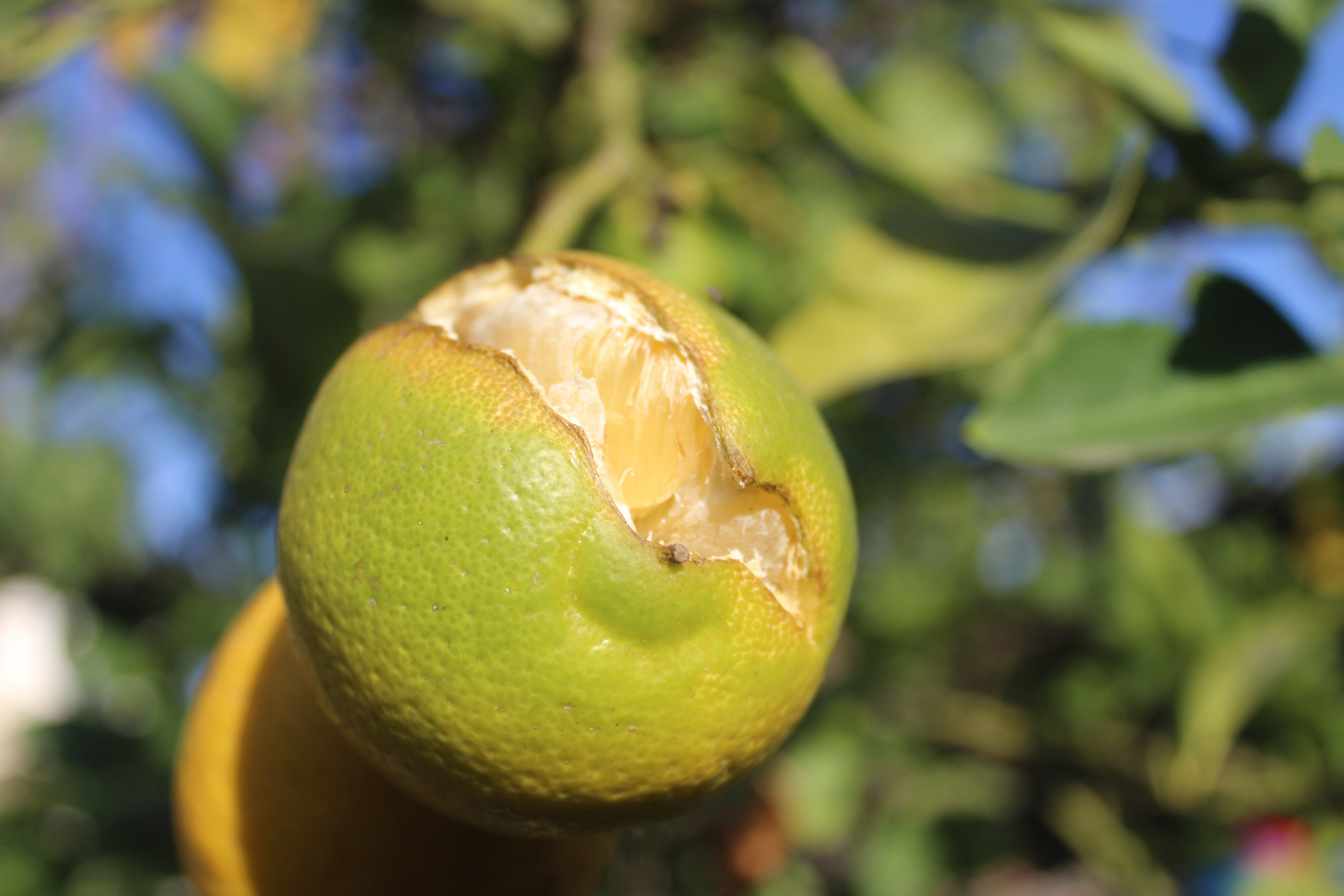 fruit, lemon, tree, power, healthy eating, nature, no people, green color, ripe, outdoors, sunlight, food and drink, citrus fruit, day, freshness, wellbeing, HD Wallpaper