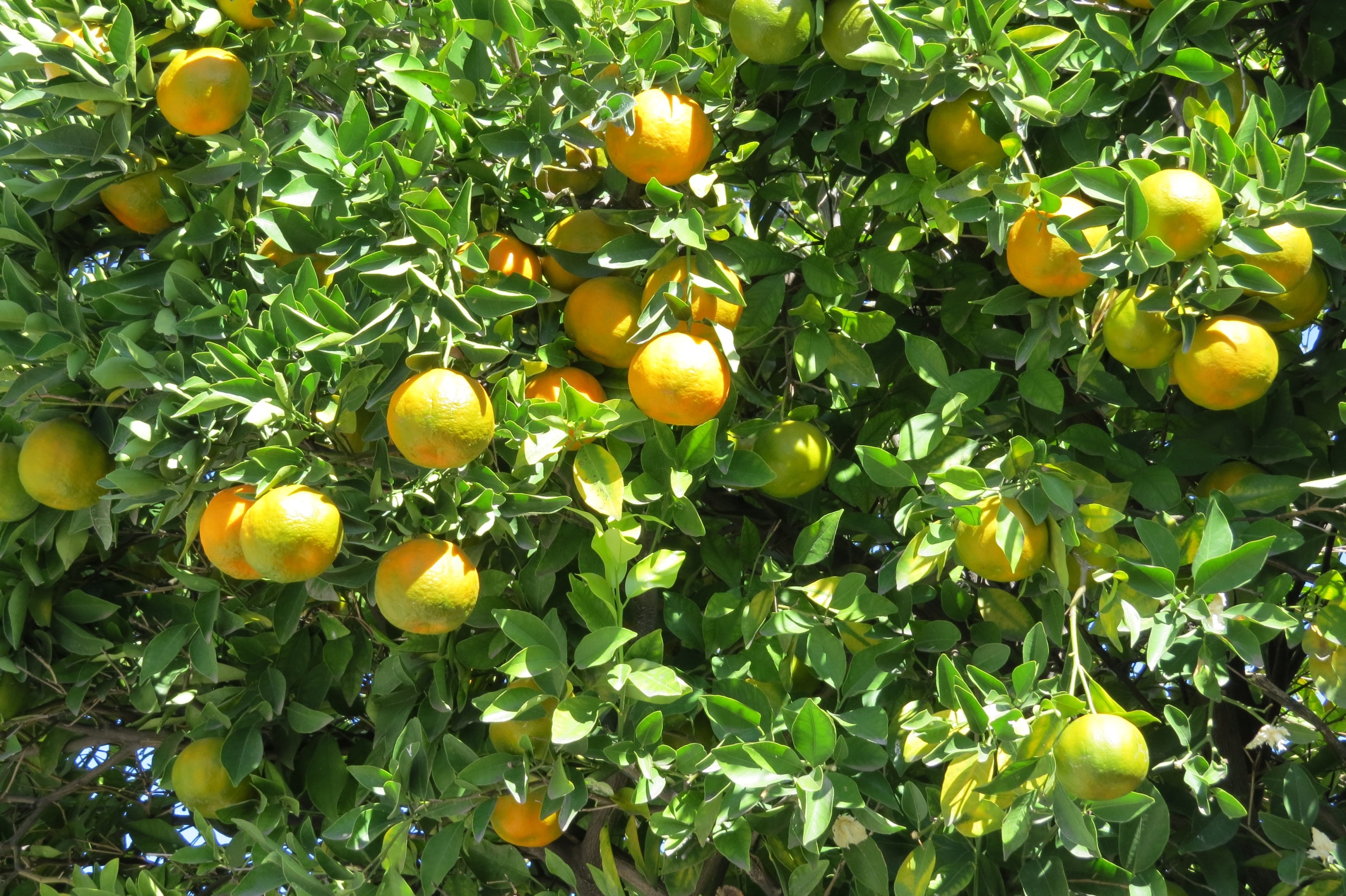 citric, ripe, nature, healthy, healthy eating, no people, outdoors, 2K, orchard, growth, leaf, yellow, plant part, tangerine, plant, food and drink, orange, HD Wallpaper