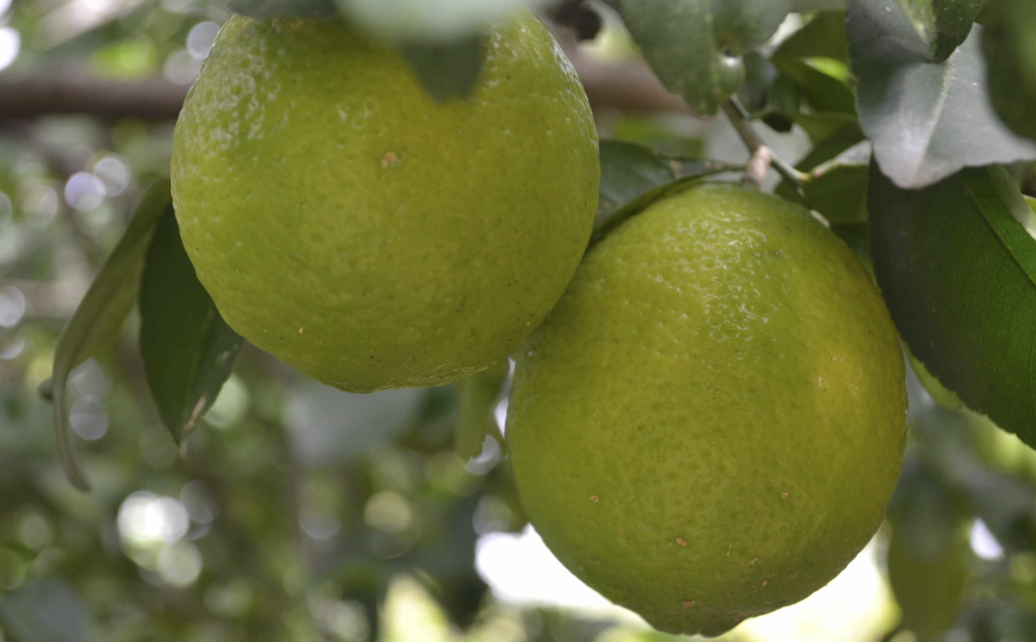acidity, healthy Eating, plant, vitamin c, branch, leaf, Lime, wellbeing, no people, growth, freshness, ripe, green, 2K, yellow, day, mediterranean, food And Drink, HD Wallpaper