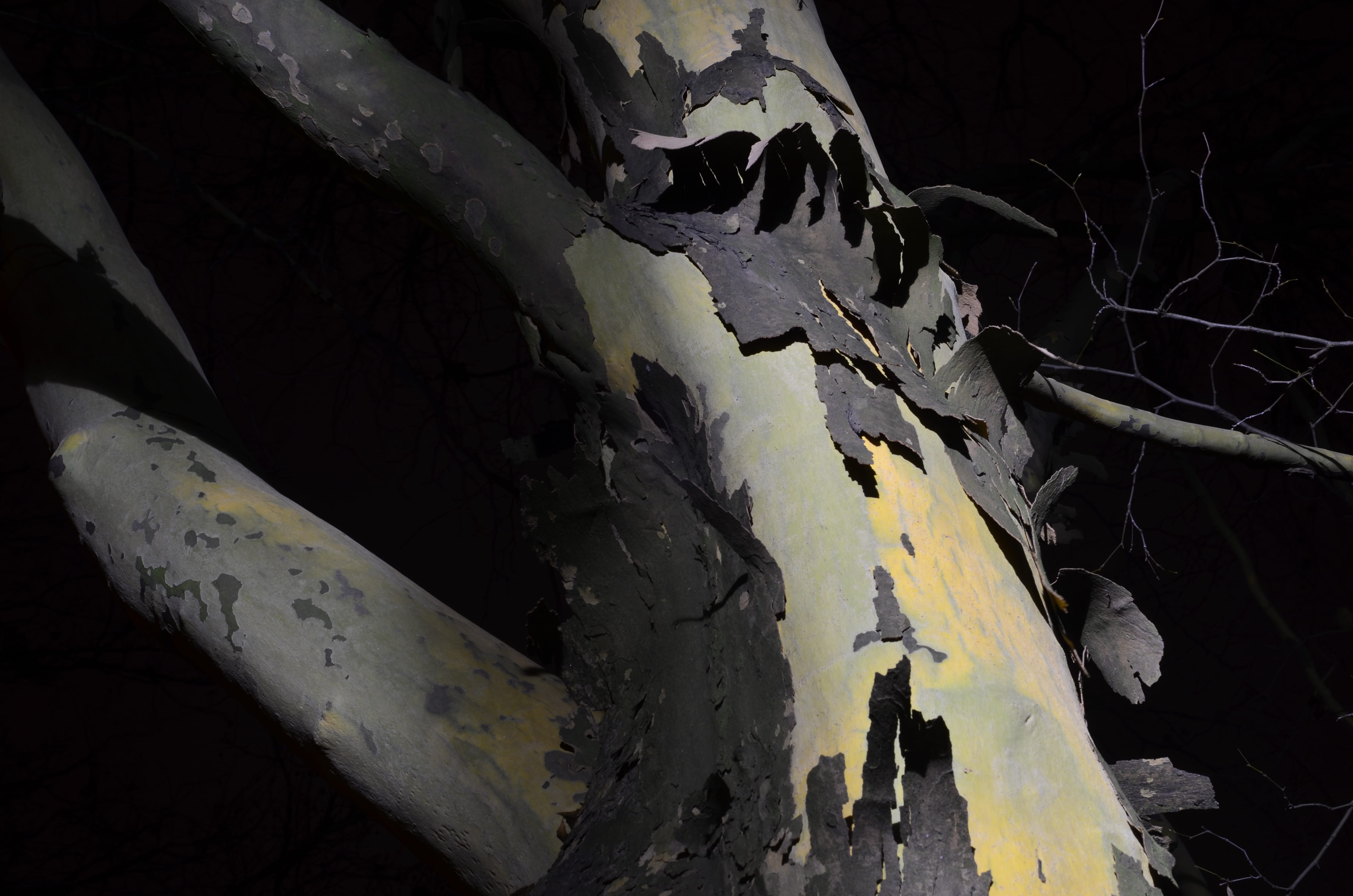 tree trunk, pattern, close-up, dark, crust, bark, land, sunlight, tree, nature, outdoors, plant part, 4K, no people, leaf, bone, damaged, abandoned, rind, HD Wallpaper