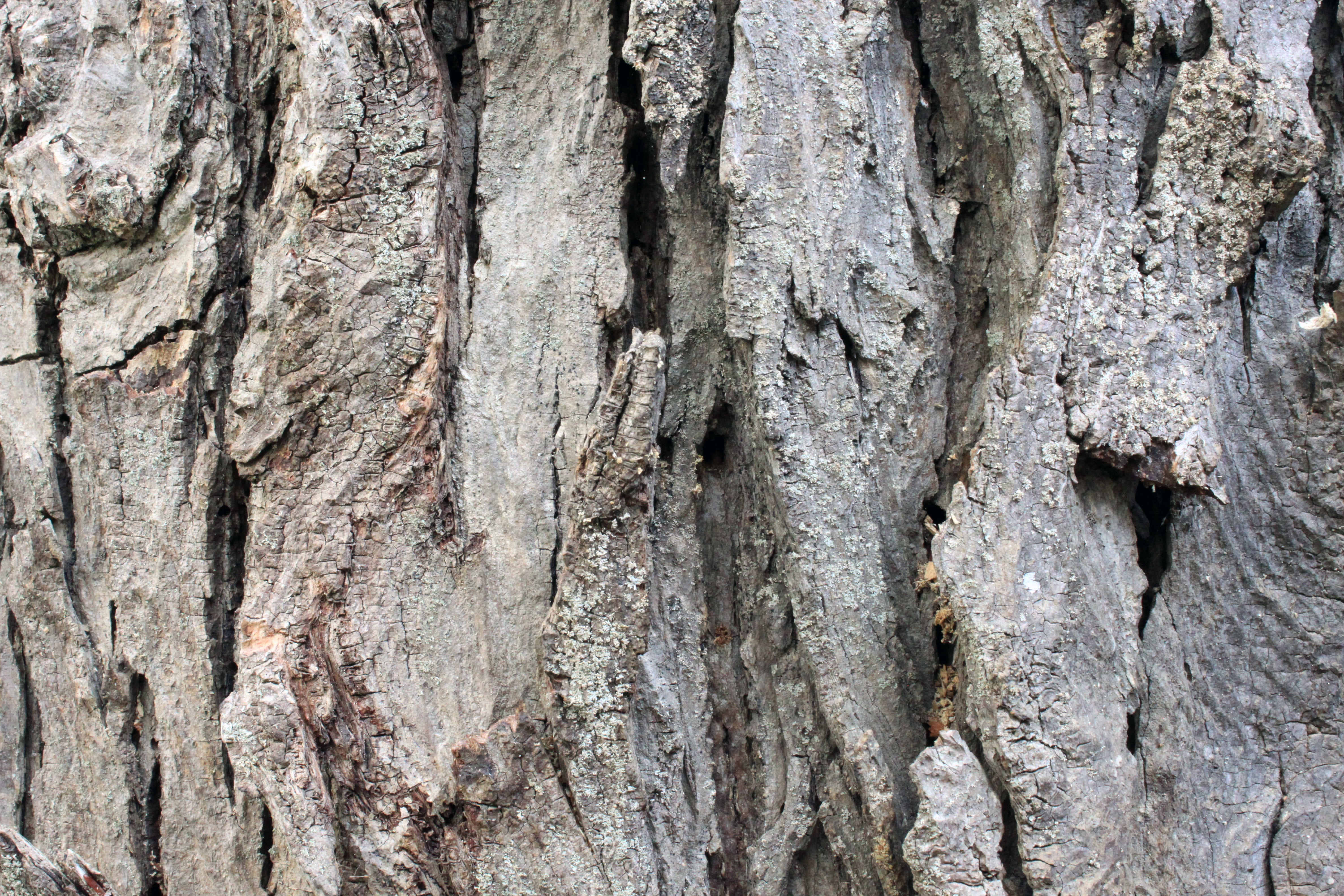 dry, eco, skin, old, cracked, close-up, abstract, crust, textured, trunk, oak, full frame, bark, texture, pattern, wooden, backgrounds, timber, 4K, rind, HD Wallpaper