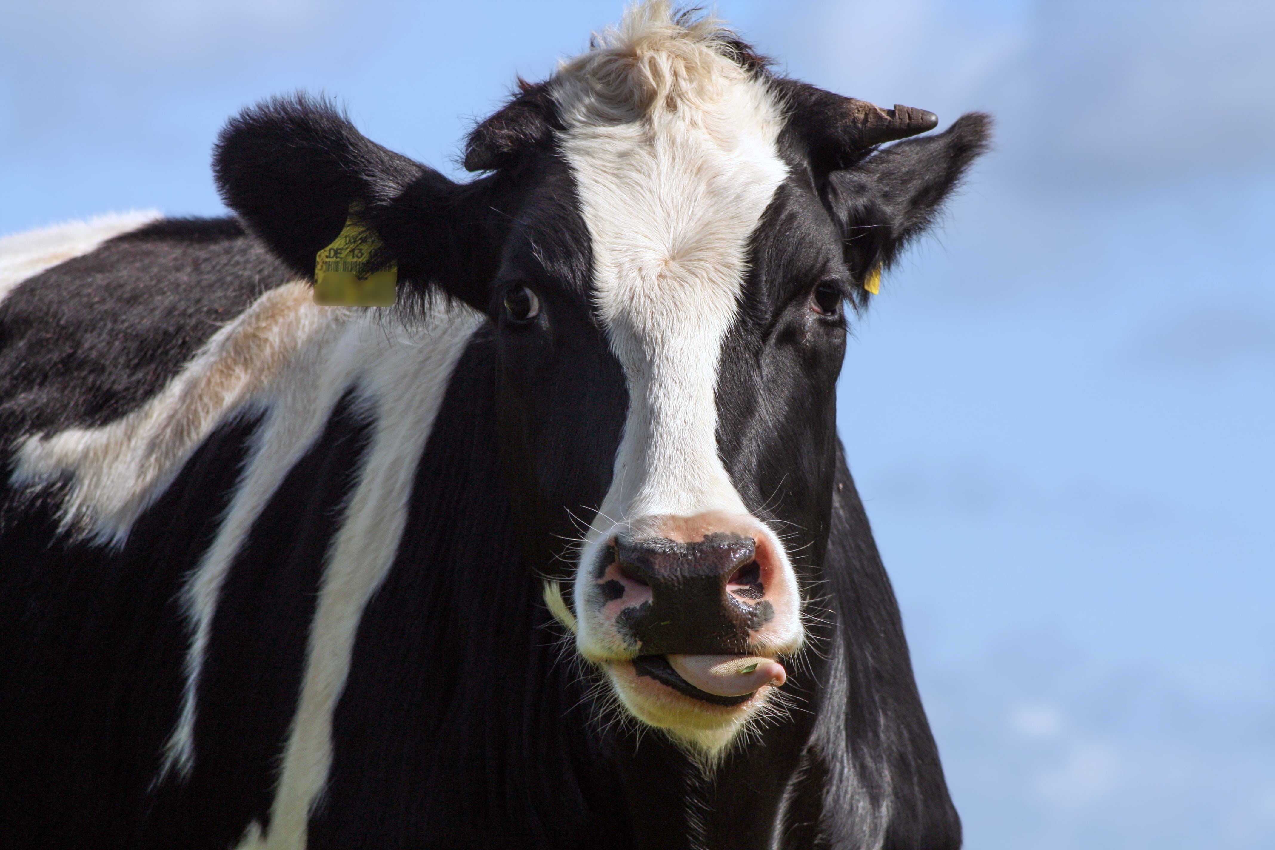 farm, herbivorous, animal head, domestic cattle, livestock, one animal, animal, nature, snout, domestic animals, seeds rind, pets, bull, cattle breeding, HD Wallpaper