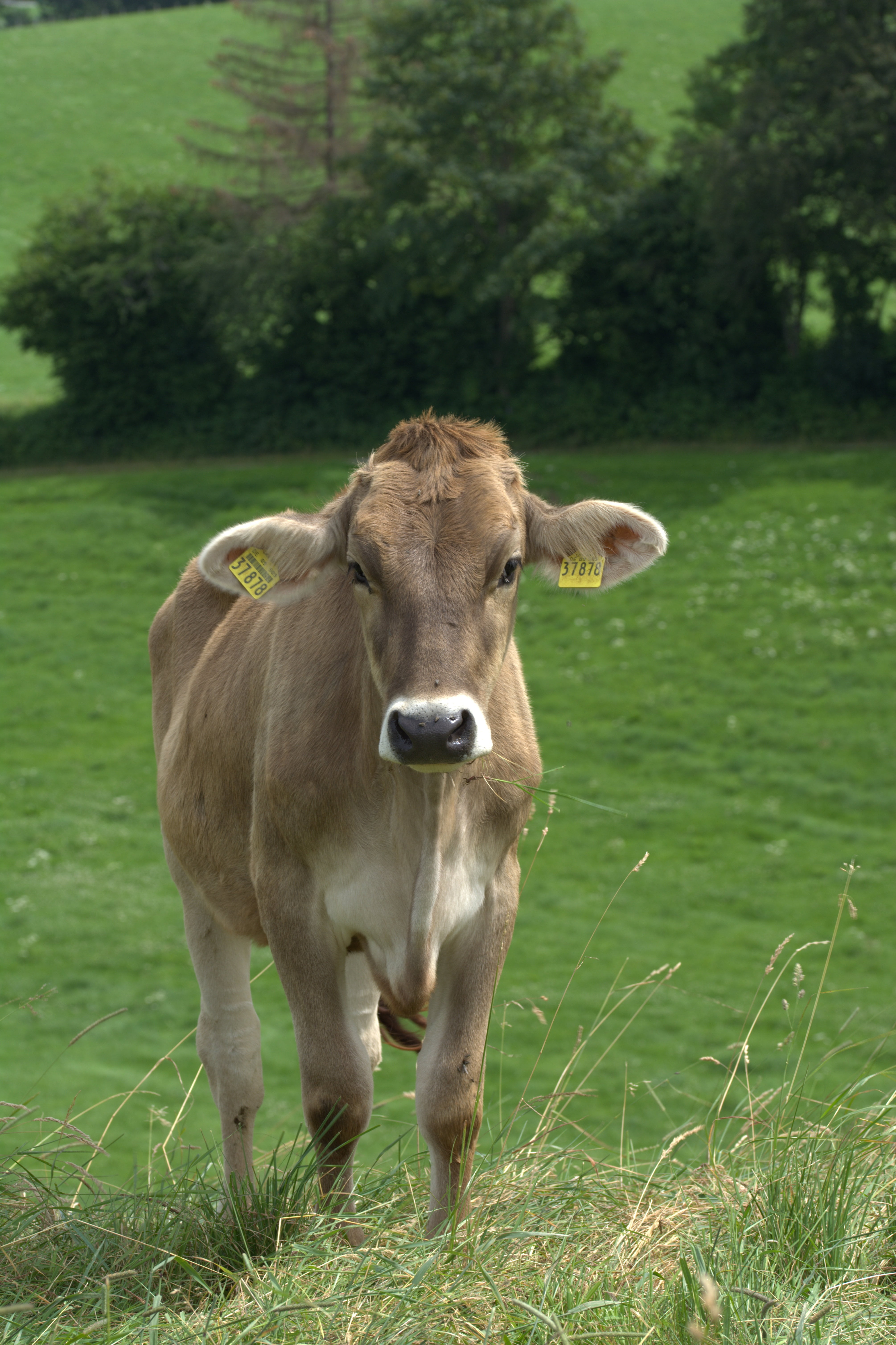 milk, ear tag, alpine, outdoors, no people, domestic animals, domestic, nature, grass, ruminant, animal portrait, creature, agriculture, one animal, quadruped, Phone HD Wallpaper