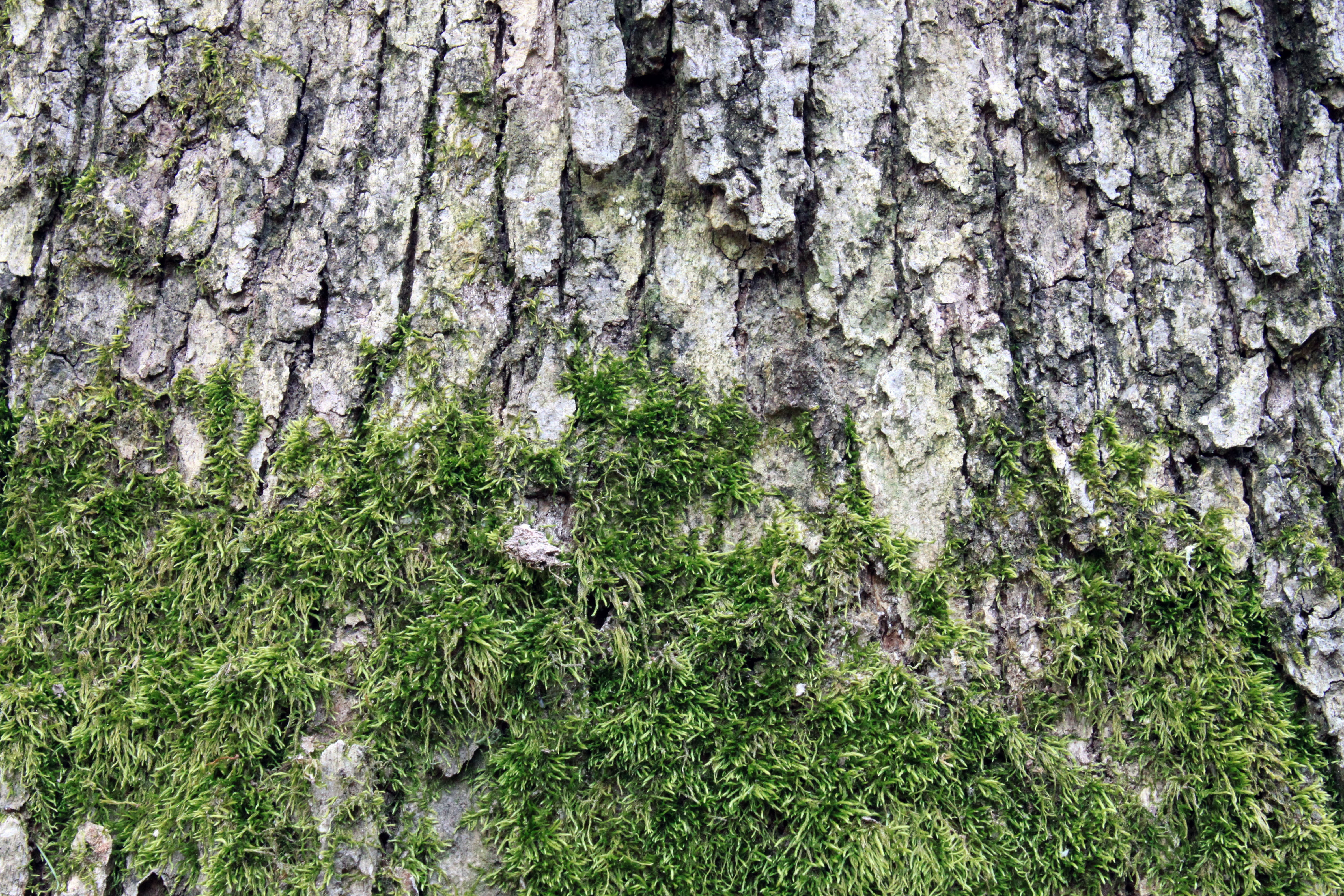 environment, growth, material, botanic, ecology, old, skin, beauty in nature, wooden, close-up, green color, wood, dry, day, peel, rough, bark, crust, grass, HD Wallpaper