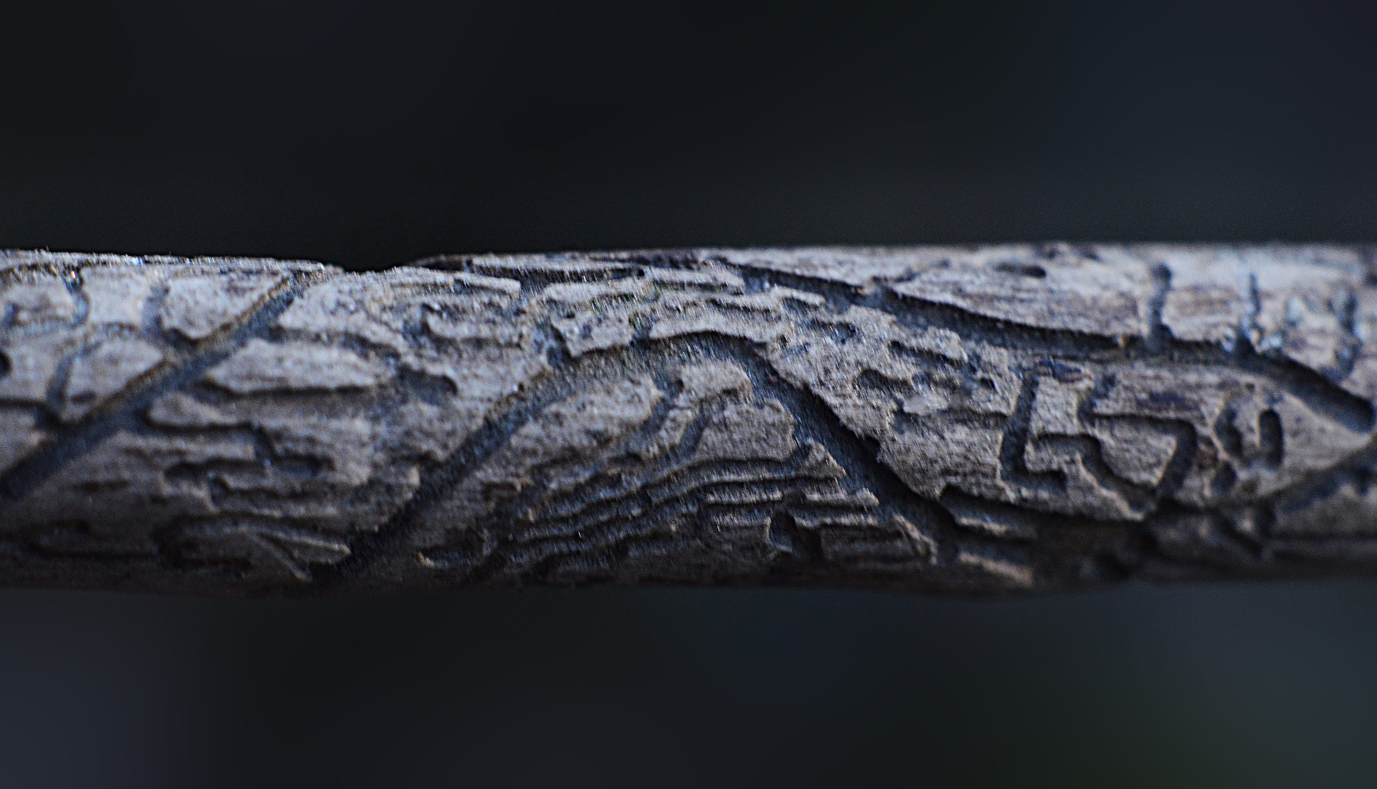 iguana, water, studio shot, eagle, bird, underwater, wood, rainforest, insect food, lizard, animal body part, under rind, rug, reptile, close-up, wooden, HD Wallpaper