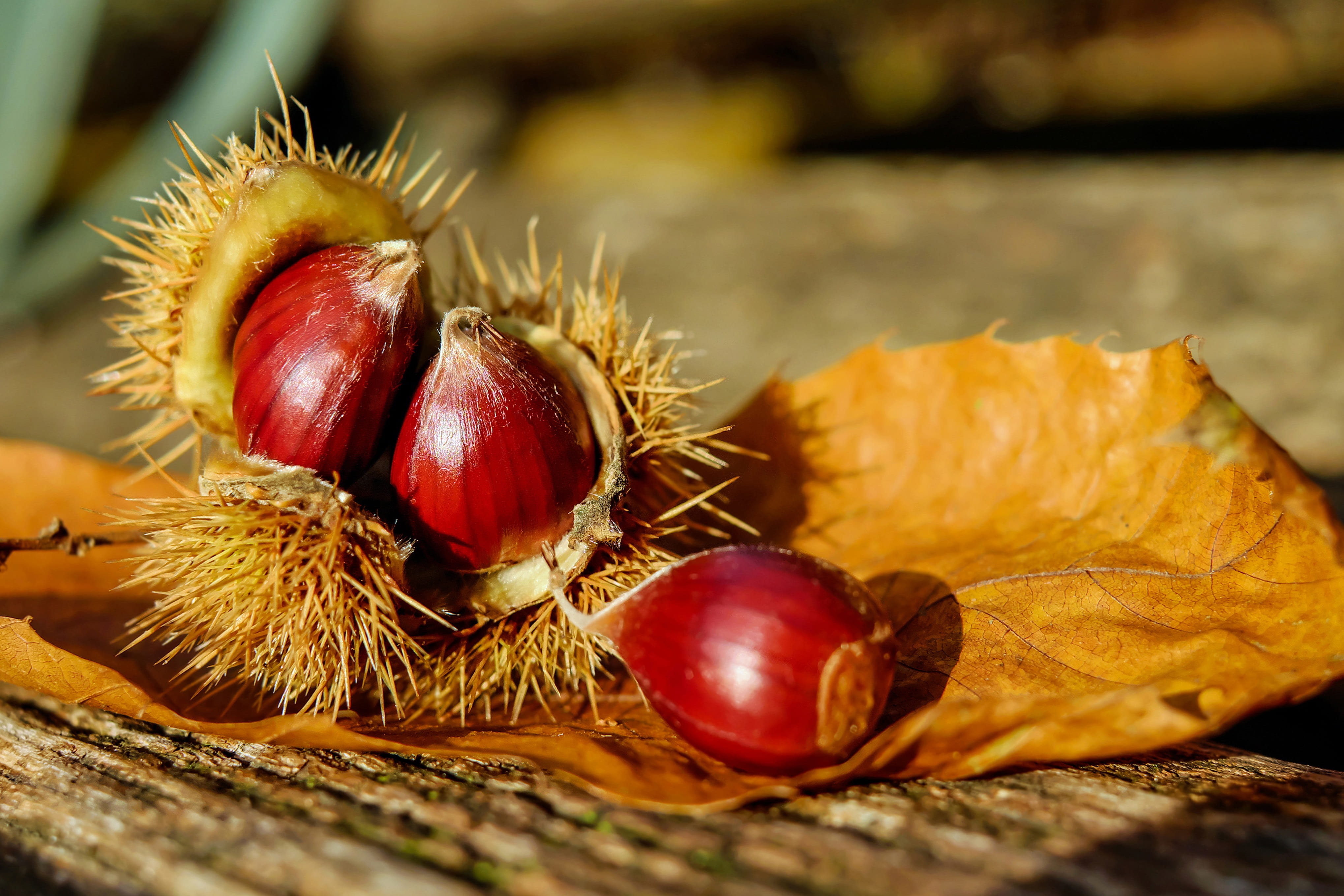 no people, food, fall, season, chestnut - food, edible, fruits, nut - food, prickly, freshness, chestnuts, wood, leaf, fruit, group of objects, plant, selective focus, HD Wallpaper