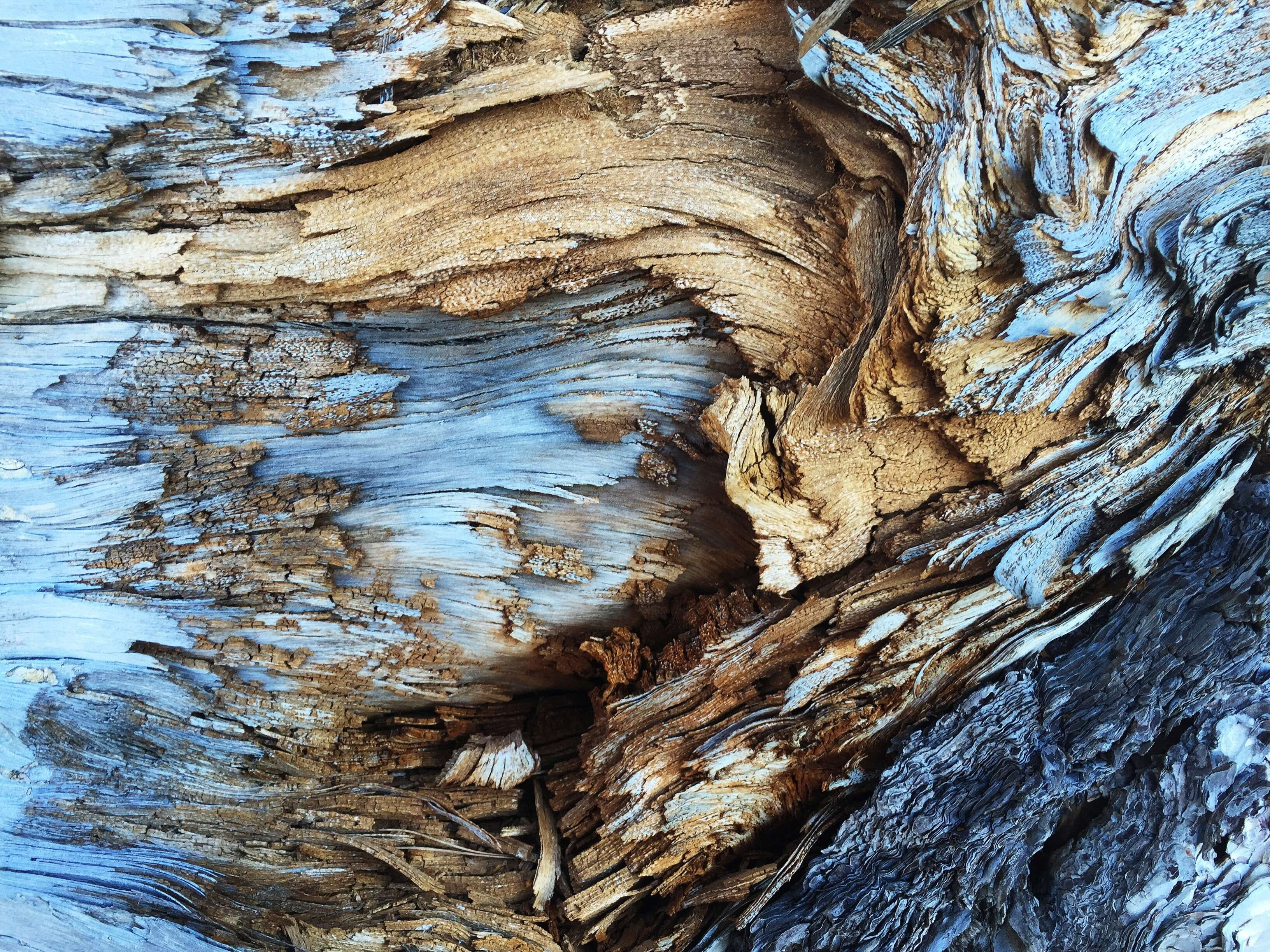 pattern, trunk, rind, bark, plant bark, backgrounds, day, outdoors, tree, close-up, eroded, textured, natural pattern, nature, tranquility, 2K, cortex, HD Wallpaper