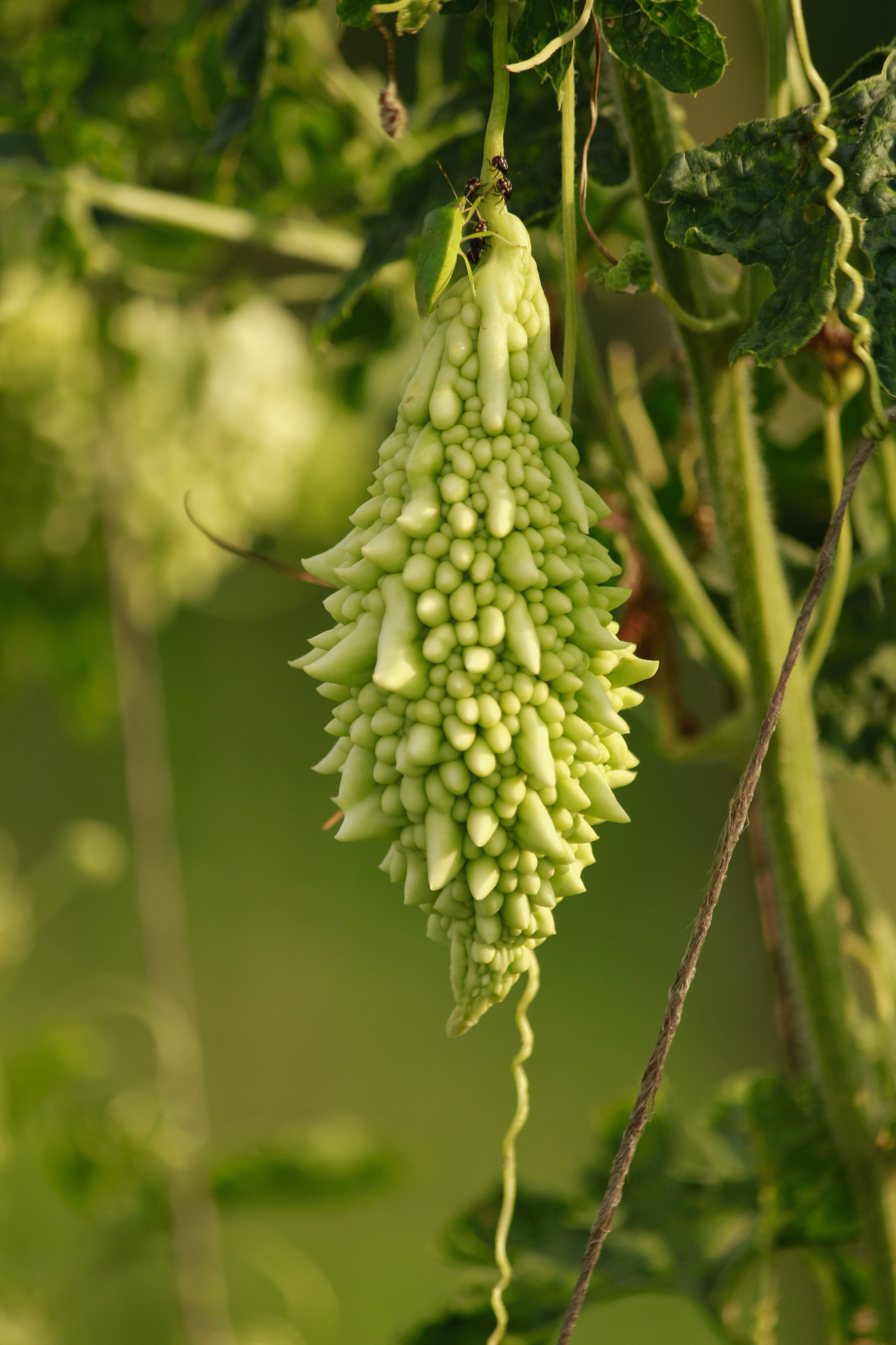 garden, flower, 5K, Plant, bitter, ripe, plant stem, medicinal, growth, food, bunch, traditional, Bitter Gourd, day, green color, natural, food and drink, Phone HD Wallpaper