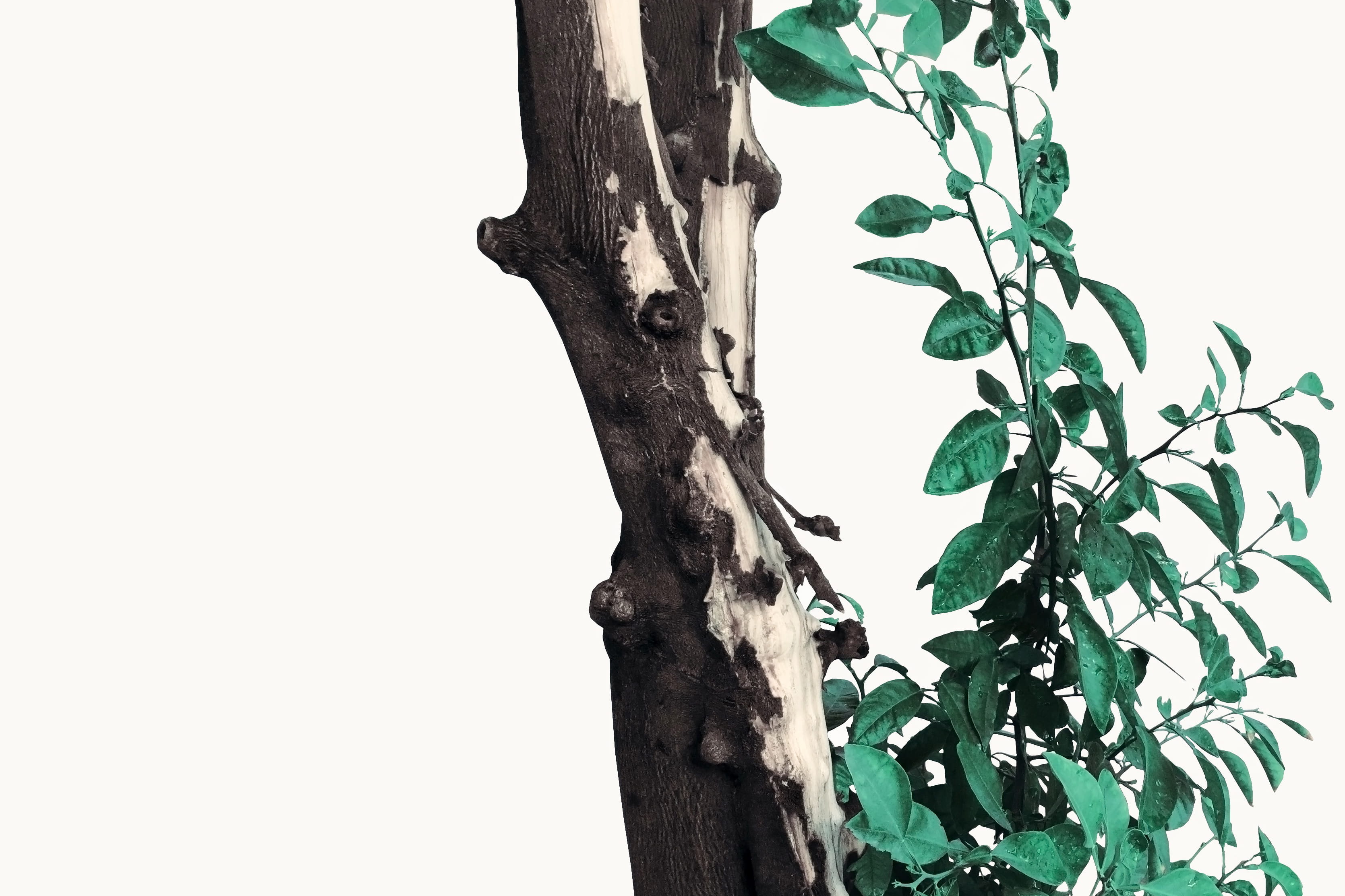 tree Trunk, bark, summer, botany, plant, nature, garden, outdoors, white, forest, bitter orange, isolated, branch, green Color, green, trunk, twig, growth, HD Wallpaper