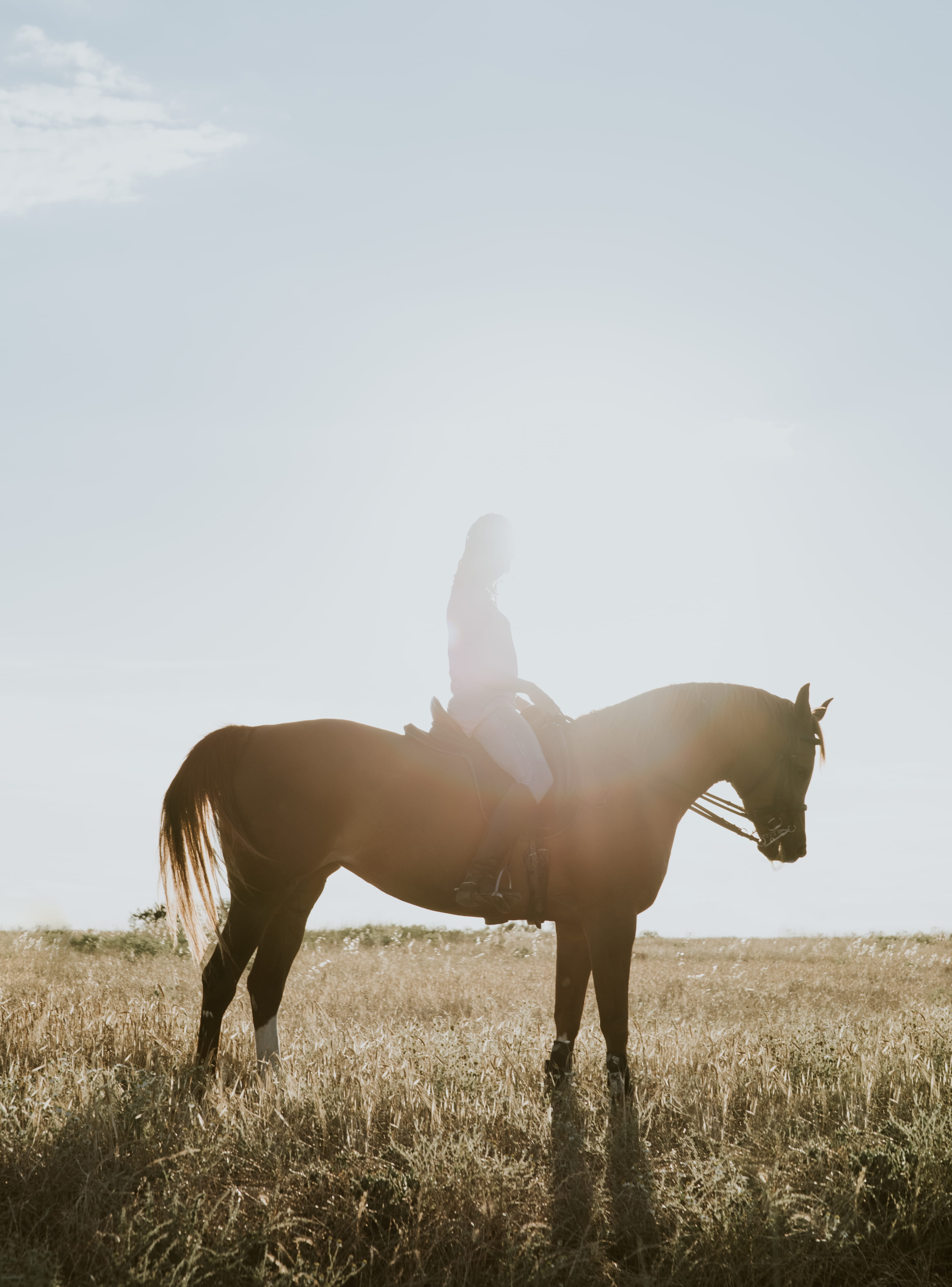mammal, sport, riding, woman, outside, sunset, sunlight, thoroughbred Horse, pasture, horse, farm, sunray, running, animal, horse riding, meadow, back, Phone HD Wallpaper