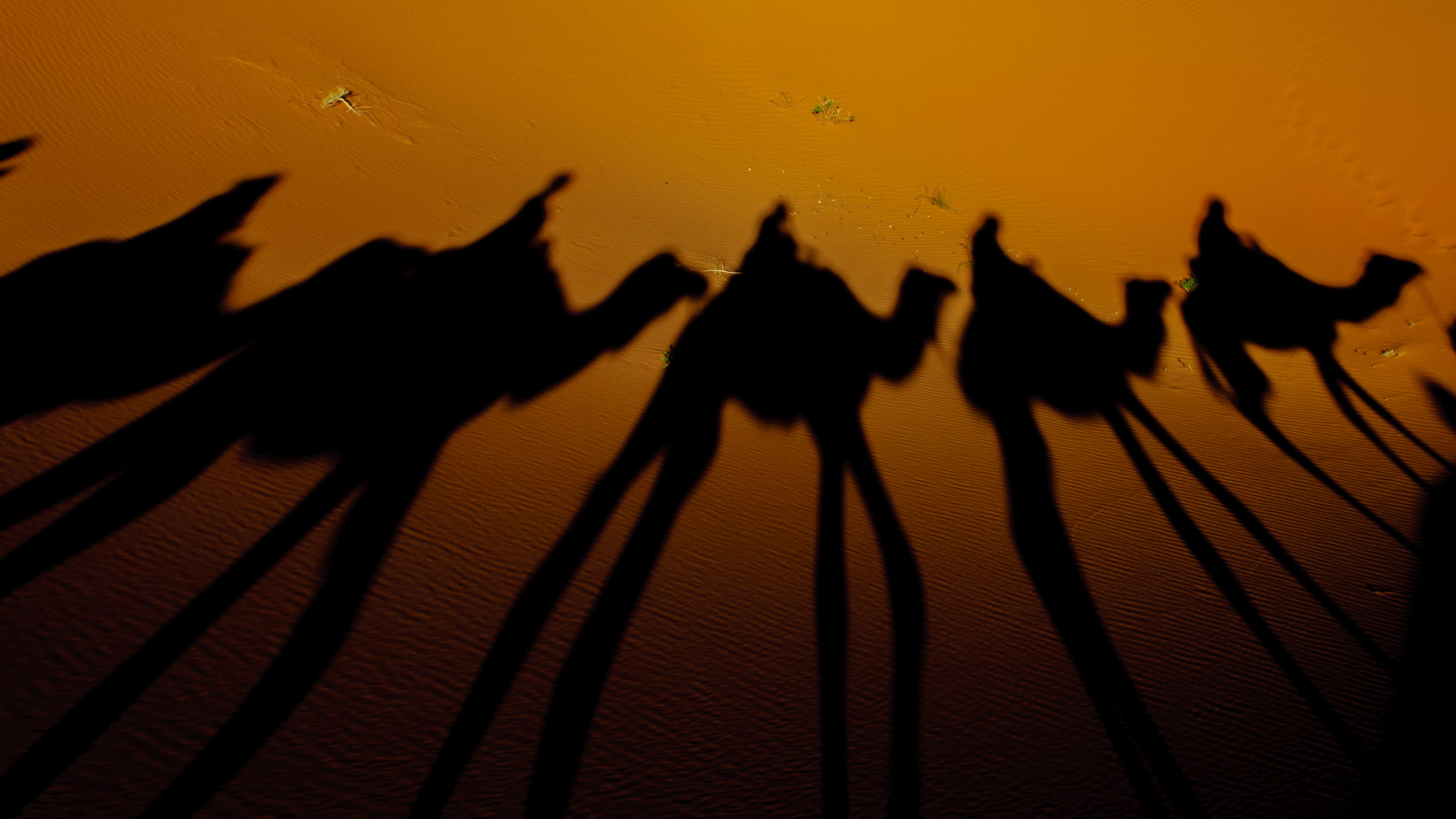 focus on shadow, trail, riding, domestic animals, on the move, 2K, group of animals, person, walking, back Lit, nature, vertebrate, sunset, camel, sand, HD Wallpaper